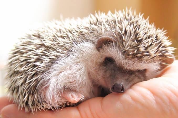 ハリネズミの魅力5選|ラブちん ハリネズミの魅力5選|ラブちん