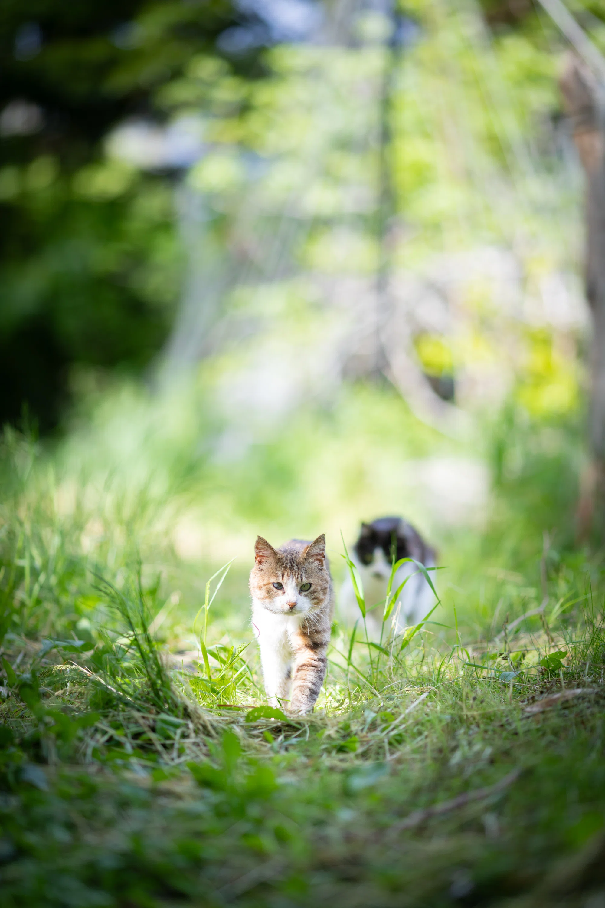 猫に会いに行く旅／田代島🐈 その1 ｜猫写真家 さくらもえぎ＊ねこ旅