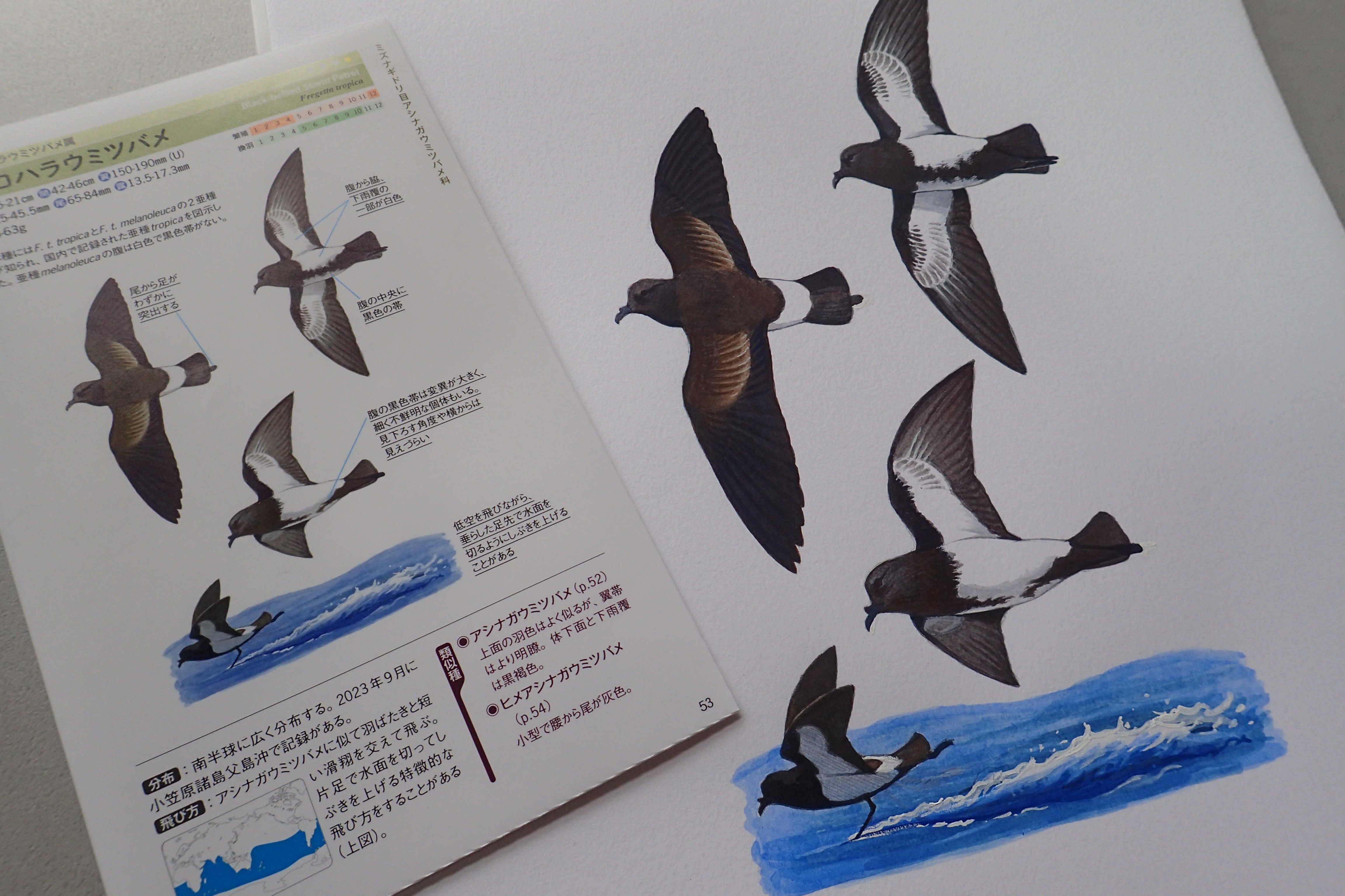 航路観察の強い味方『新海鳥ハンドブック』に増補改訂版登場