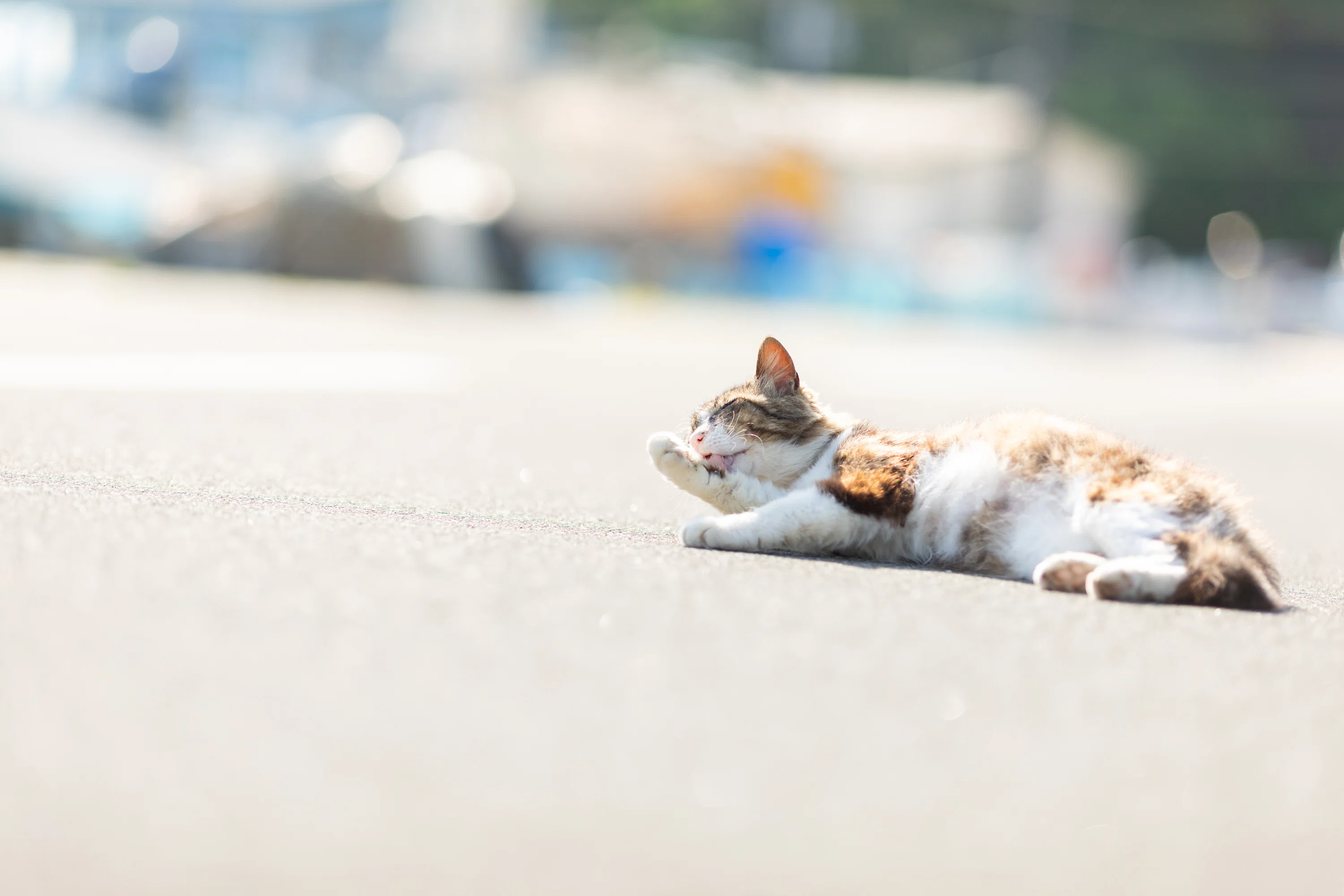 猫に会いに行く旅／田代島🐈 その1 ｜猫写真家 さくらもえぎ＊ねこ旅