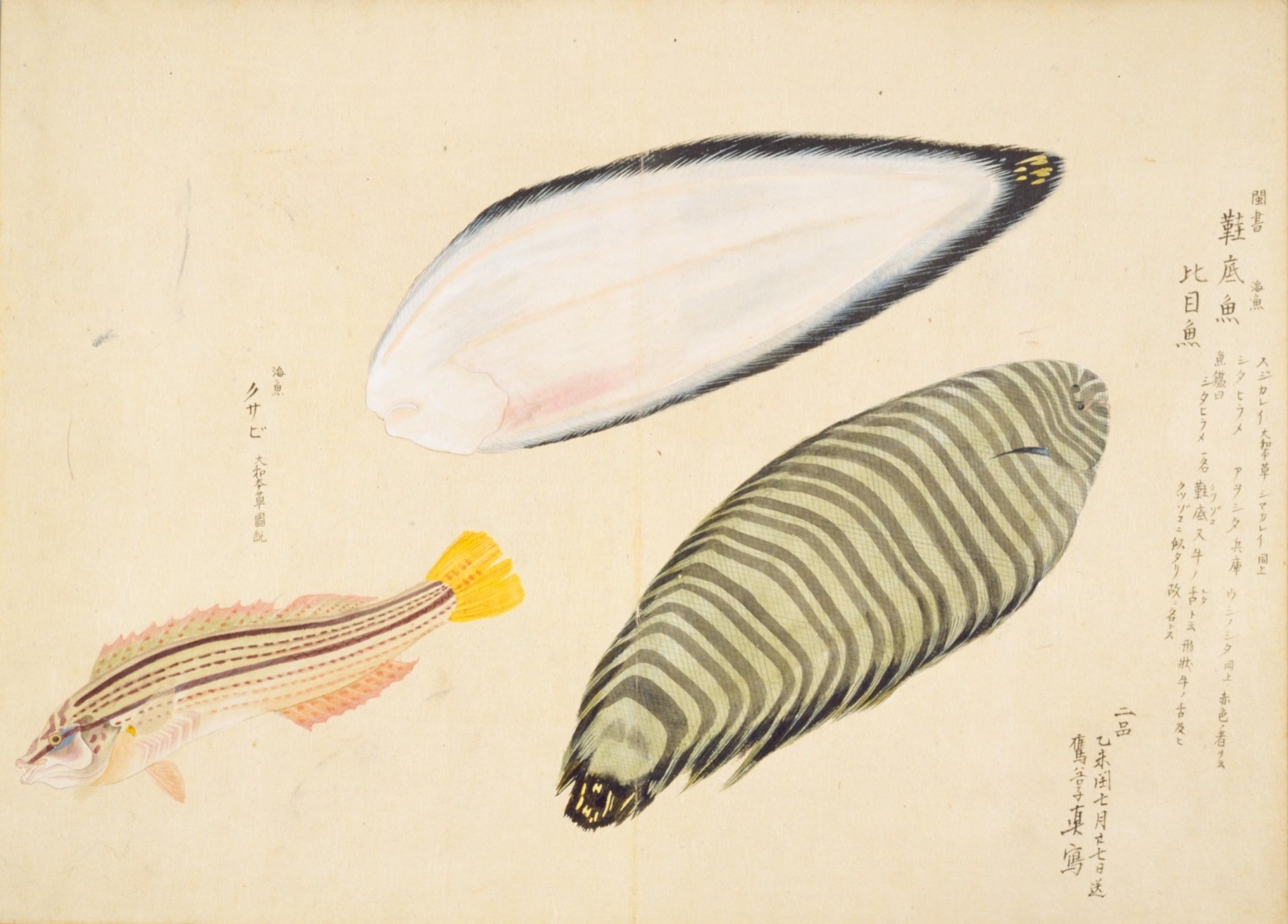 梅園魚品図正】(54) 鞋底魚（牛ノ舌）／くさび｜mominaina