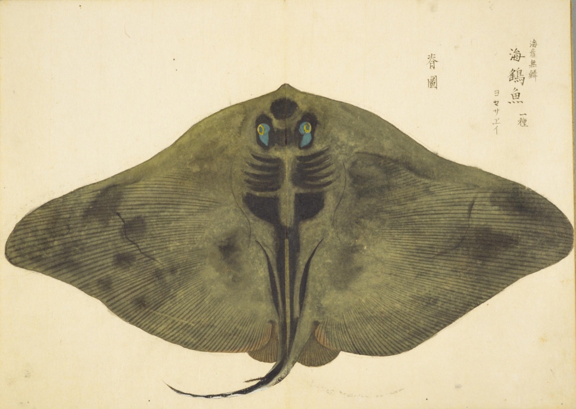 海の動物百科〈2〉魚類1 海の動物百科 魚類II ｜朝倉書店