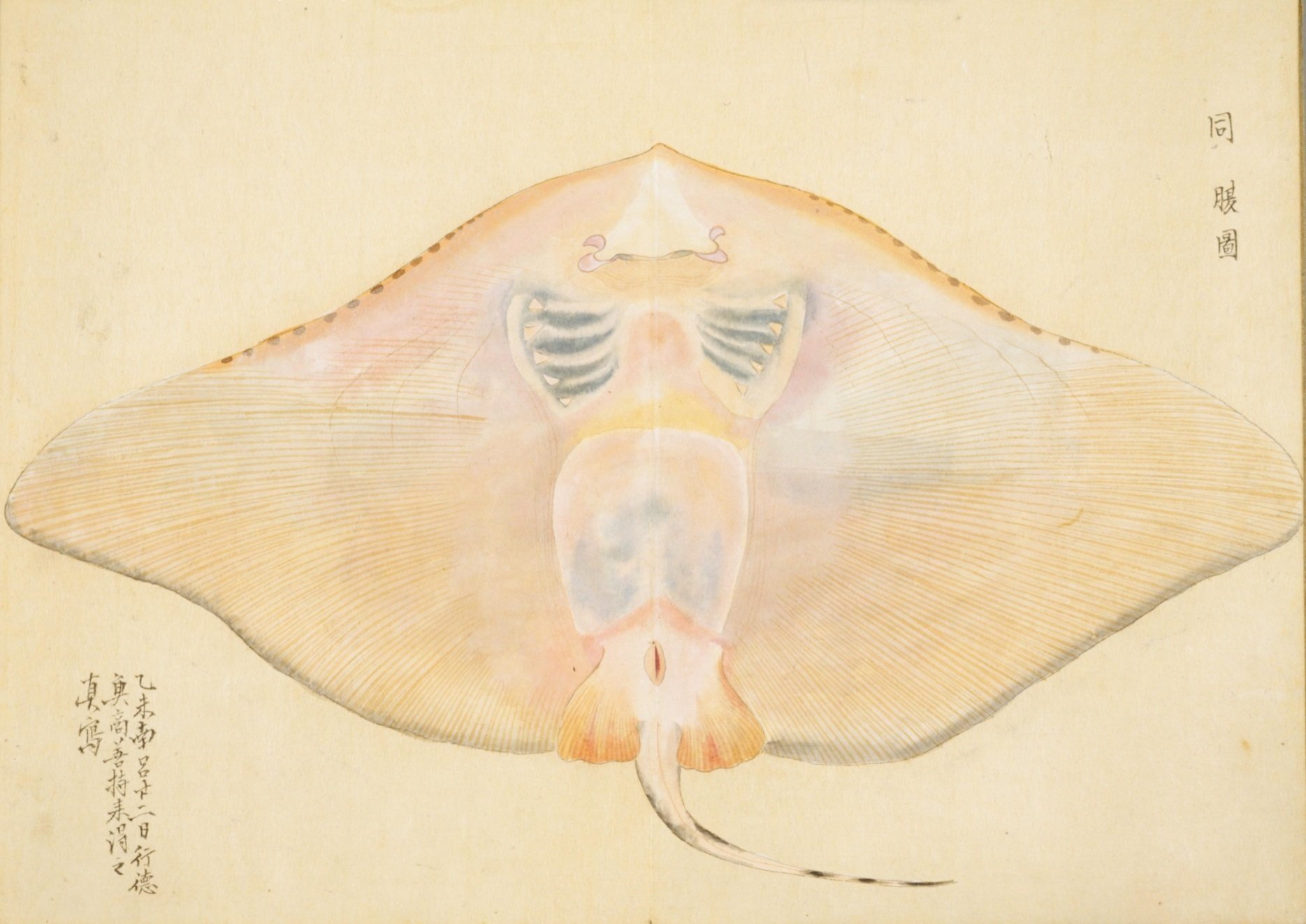 梅園魚品図正】(56) 海鷂魚(えい)|mominaina 梅園魚品図正】(56) 海鷂魚(えい)|mominaina