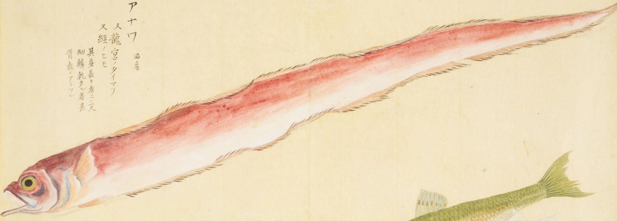 梅園魚品図正】(51) 龍宮のたいまつ／鮠（はゑ）｜mominaina