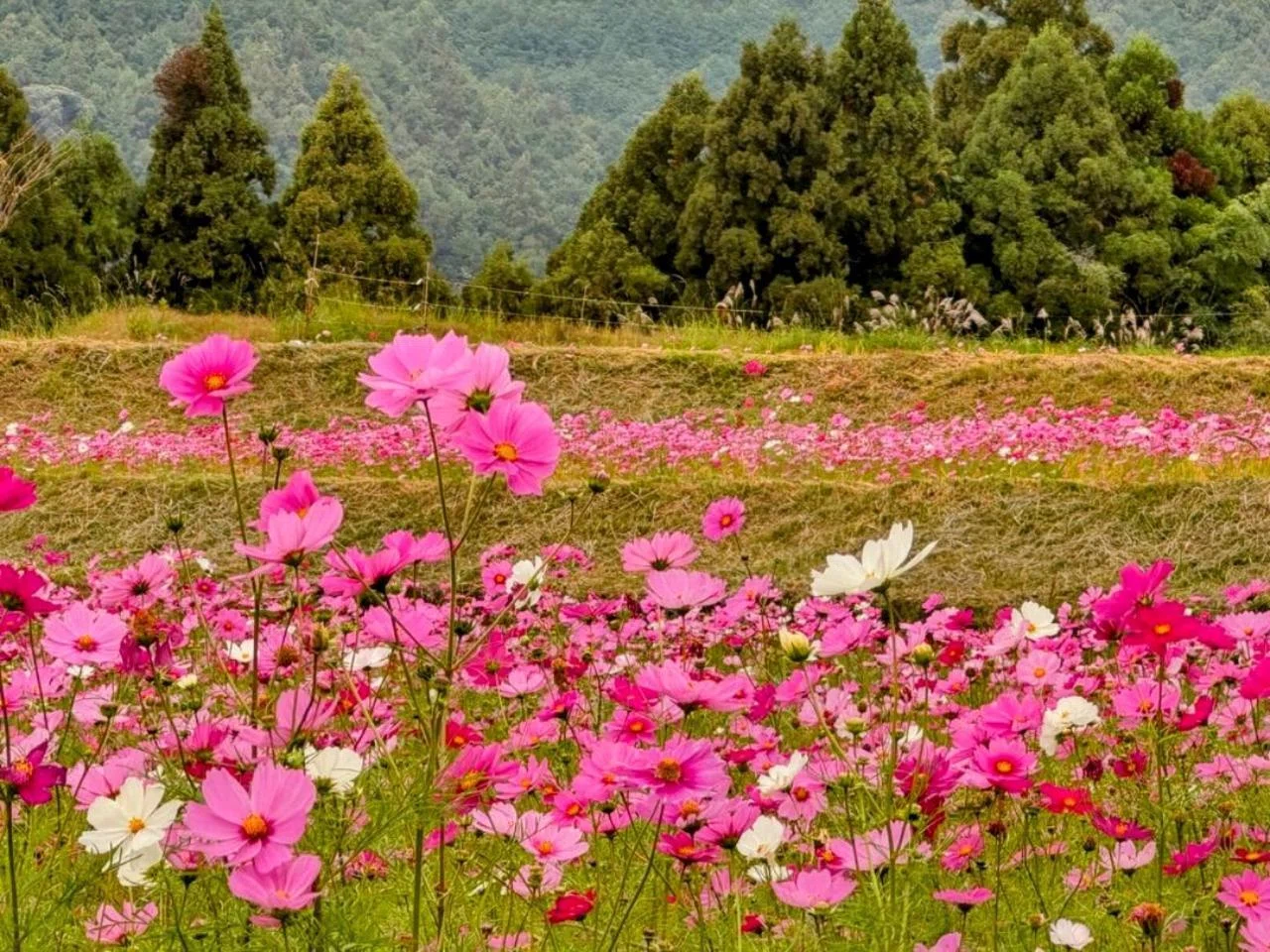 晩秋の｢さぎりの里付近にあるコスモス畑」(三重県南牟婁郡御浜町