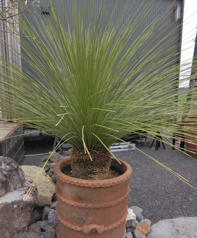 ダシリリオン ロンギシマム 実生