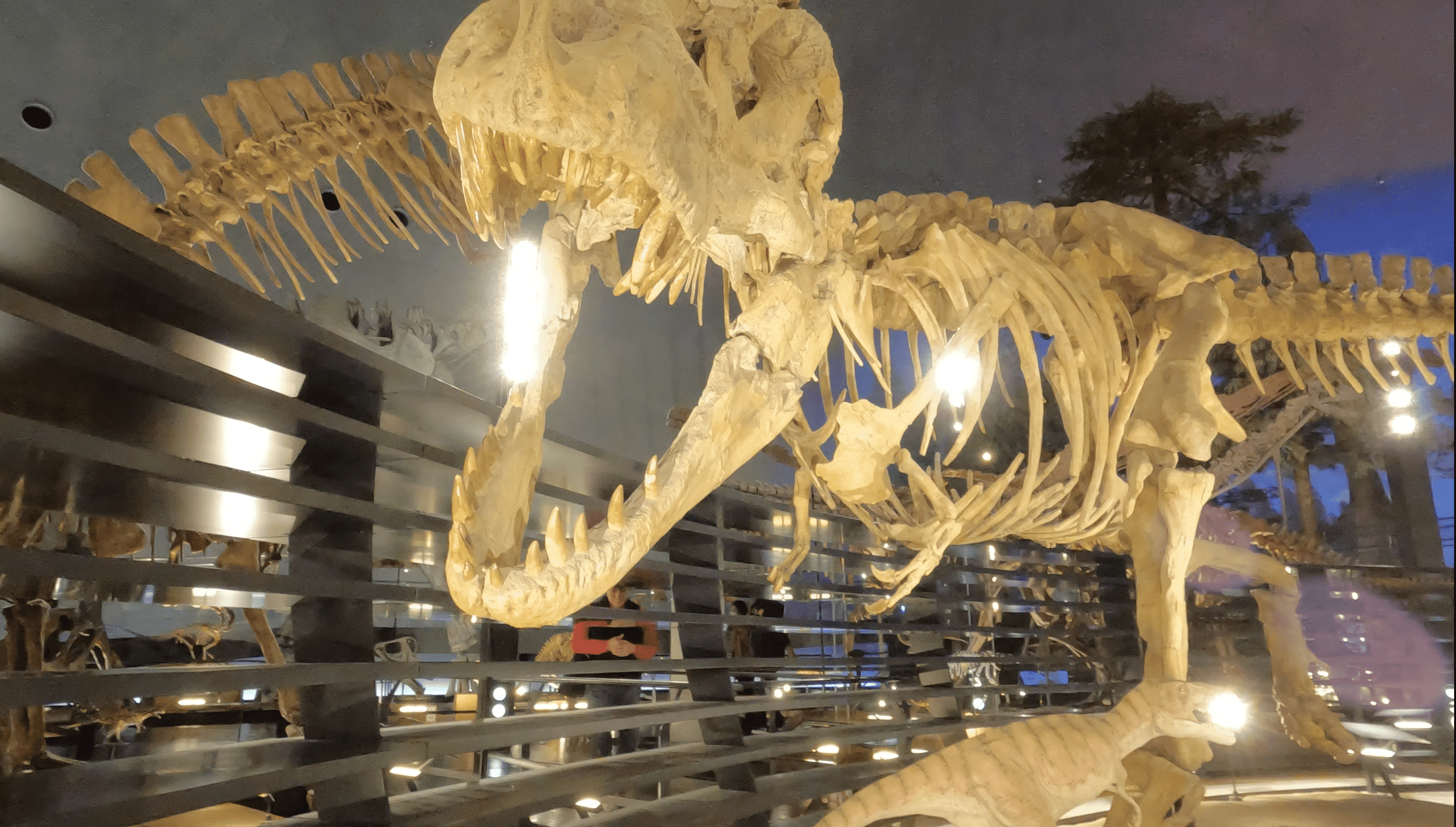 トリケラトプス 恐竜の頭蓋骨の化石 博物館風展示台座付きレプリカ考古