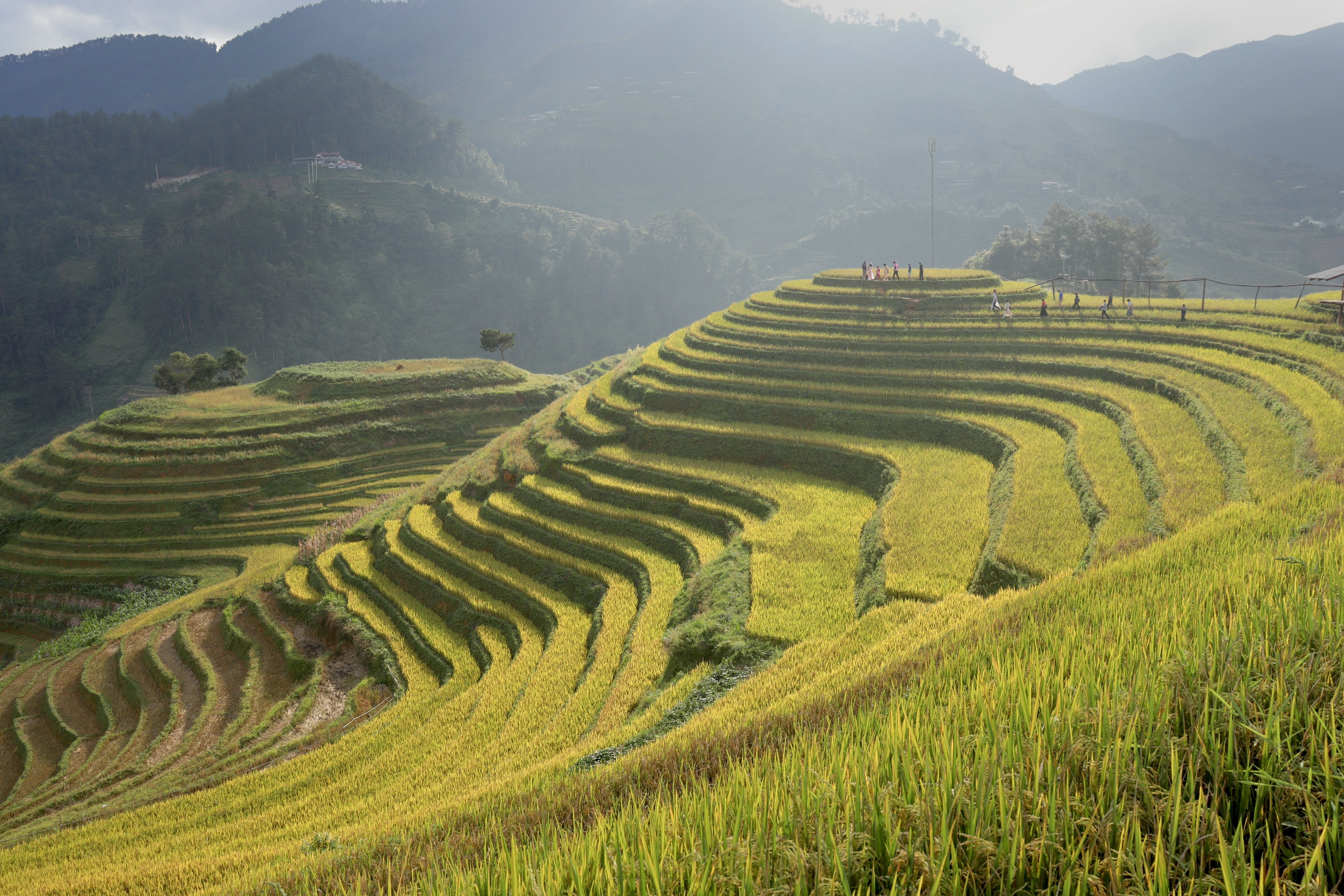 一度は見てみたい！黄金に輝くムーカンチャイの棚田｜yuka / ベトナム