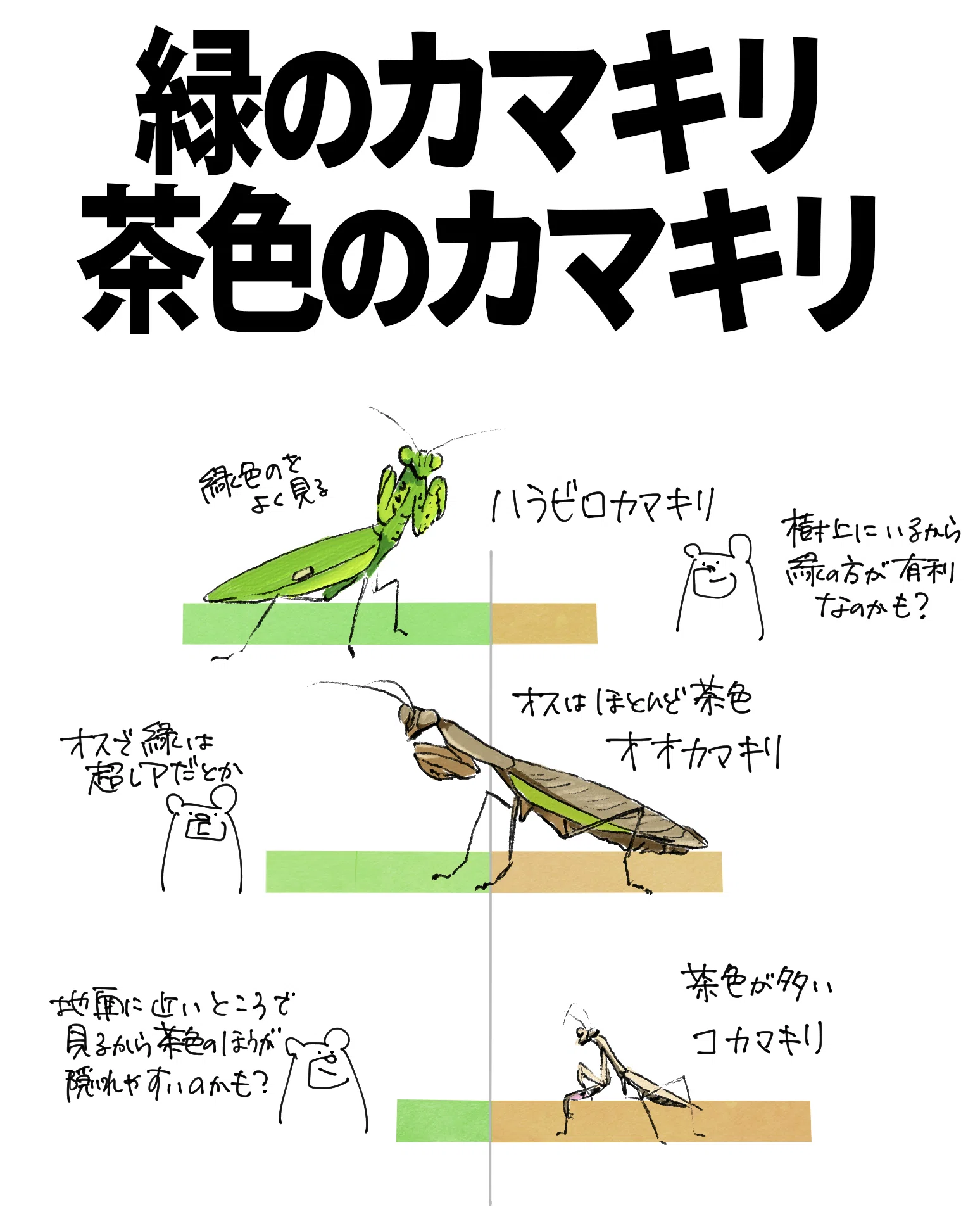 緑のカマキリ、茶色のカマキリ｜くますけ｜自然ガイド・クリエイター