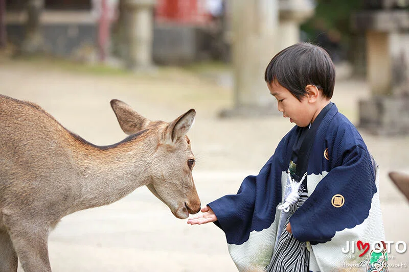 手向山八幡宮で七五三出張撮影