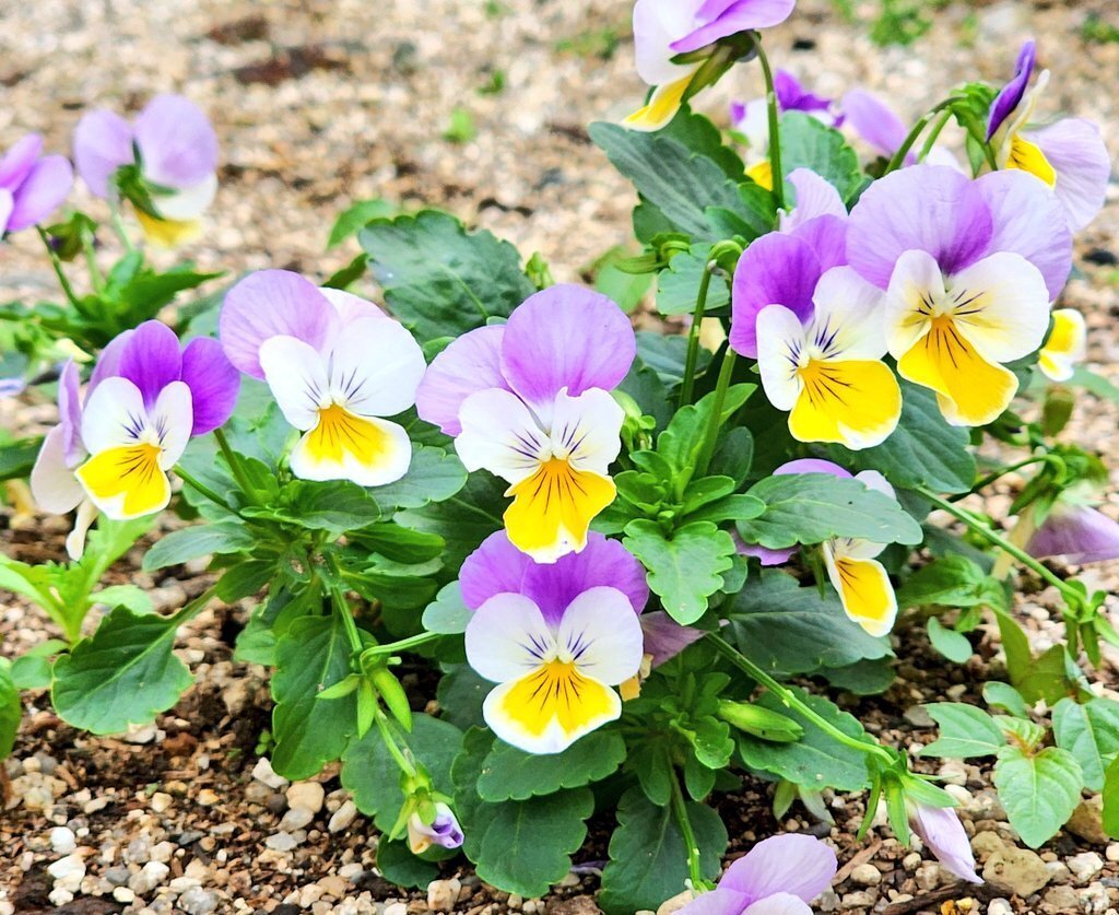 散策日記】花の成長を楽しみ笑顔になる｜サラ