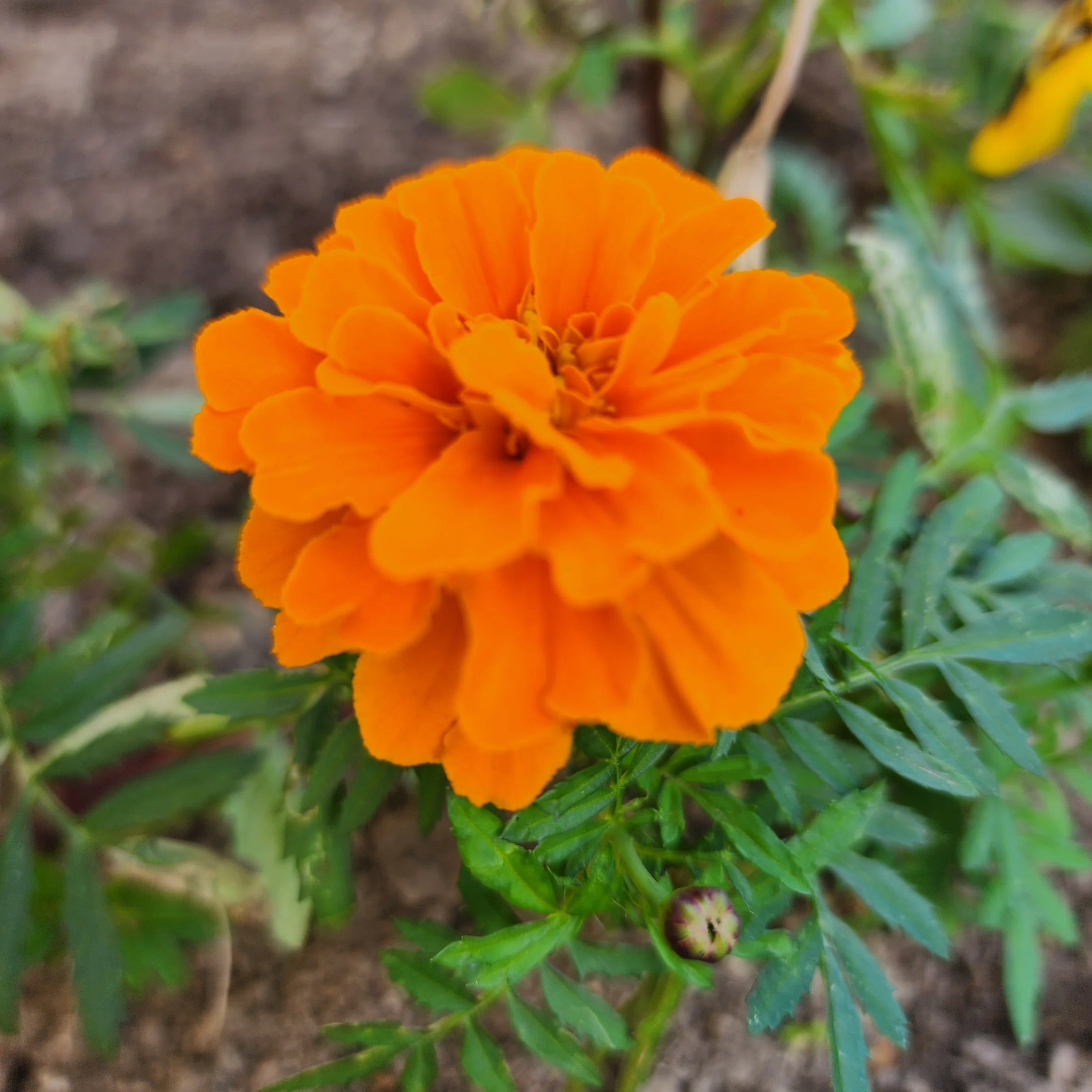 散策日記】花の成長を楽しみ笑顔になる｜サラ*♡