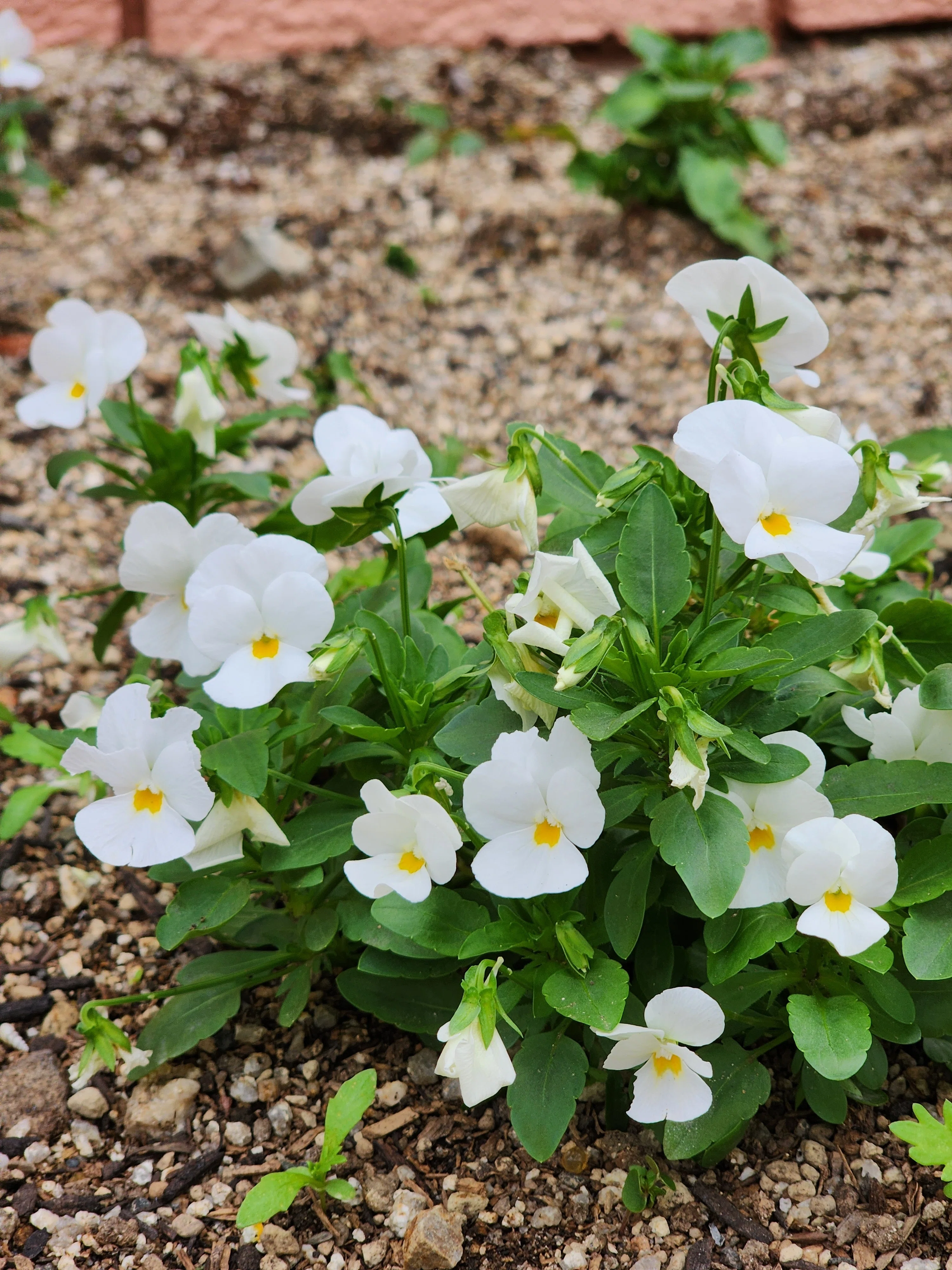 散策日記】花の成長を楽しみ笑顔になる｜サラ*♡