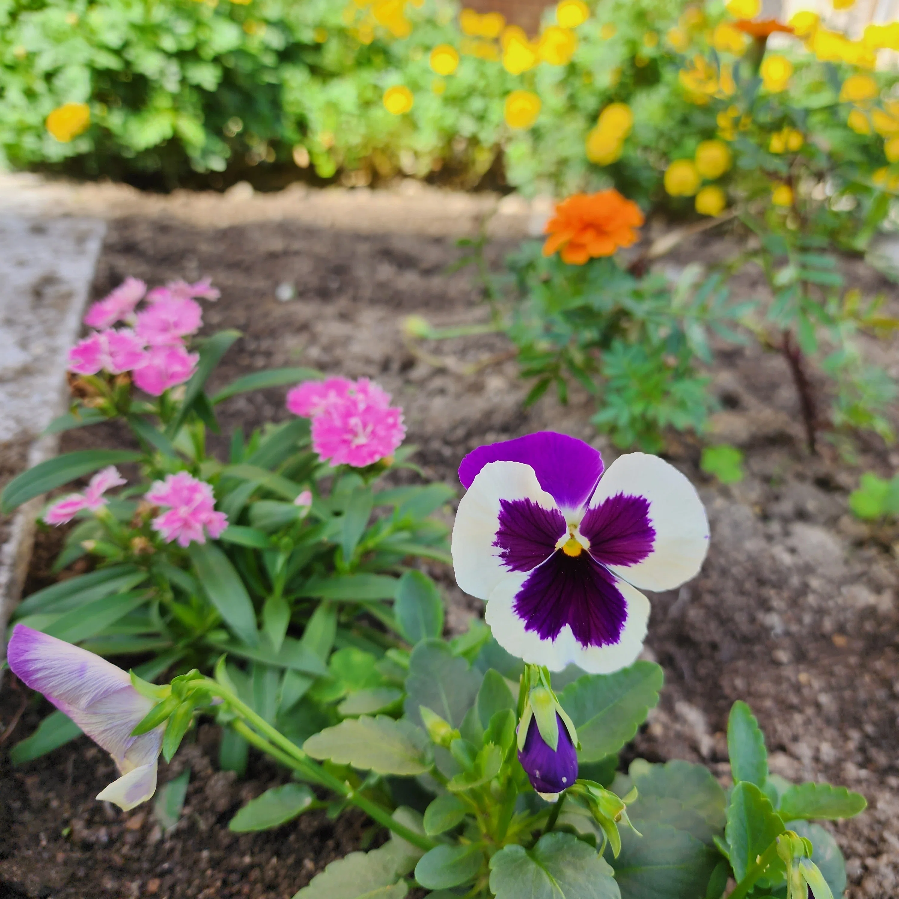 散策日記】花の成長を楽しみ笑顔になる｜サラ*♡