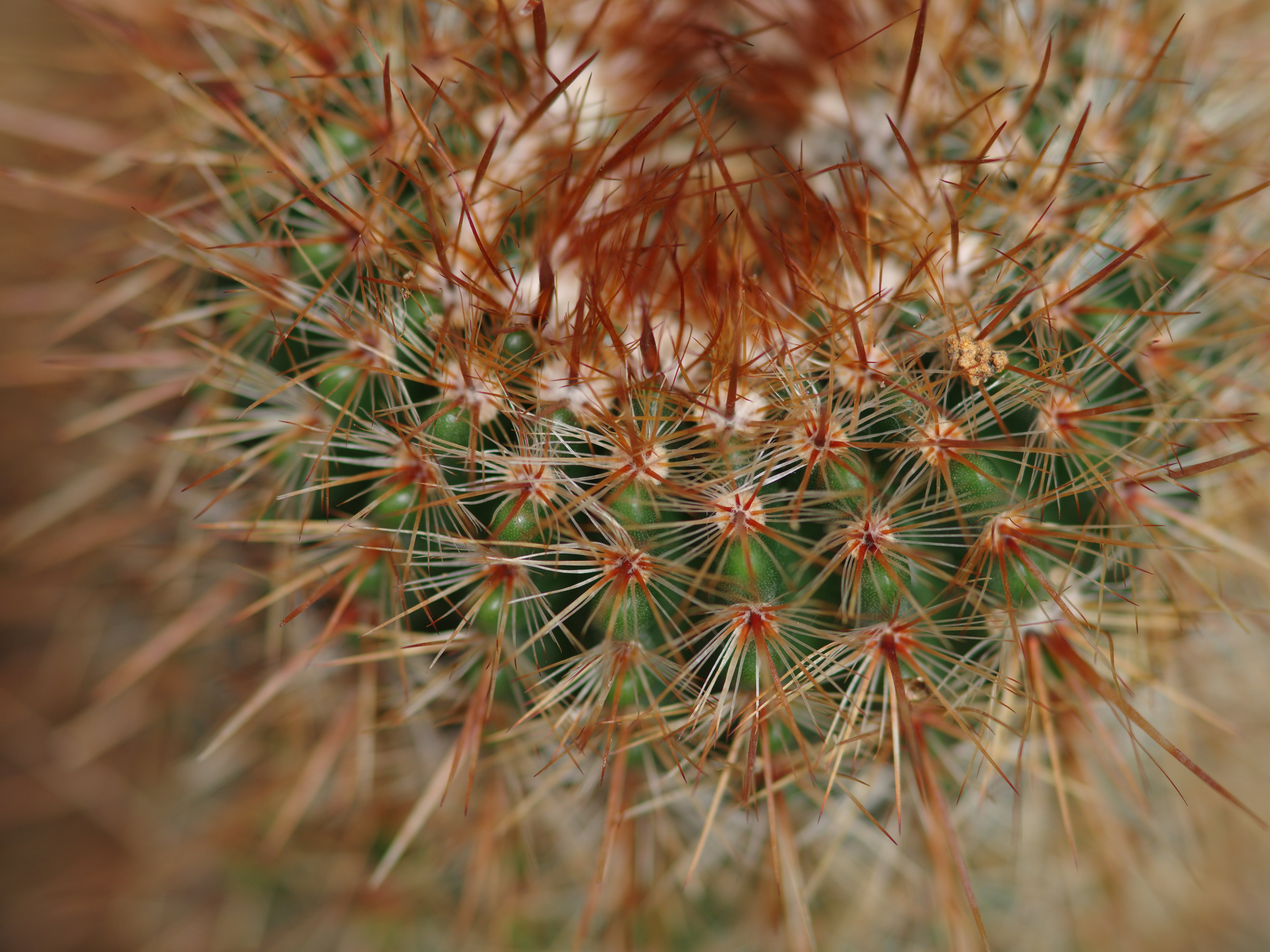 645Z｜ネイチャーマクロはsmc PENTAX-FA645 MACRO 120mmF4と共に