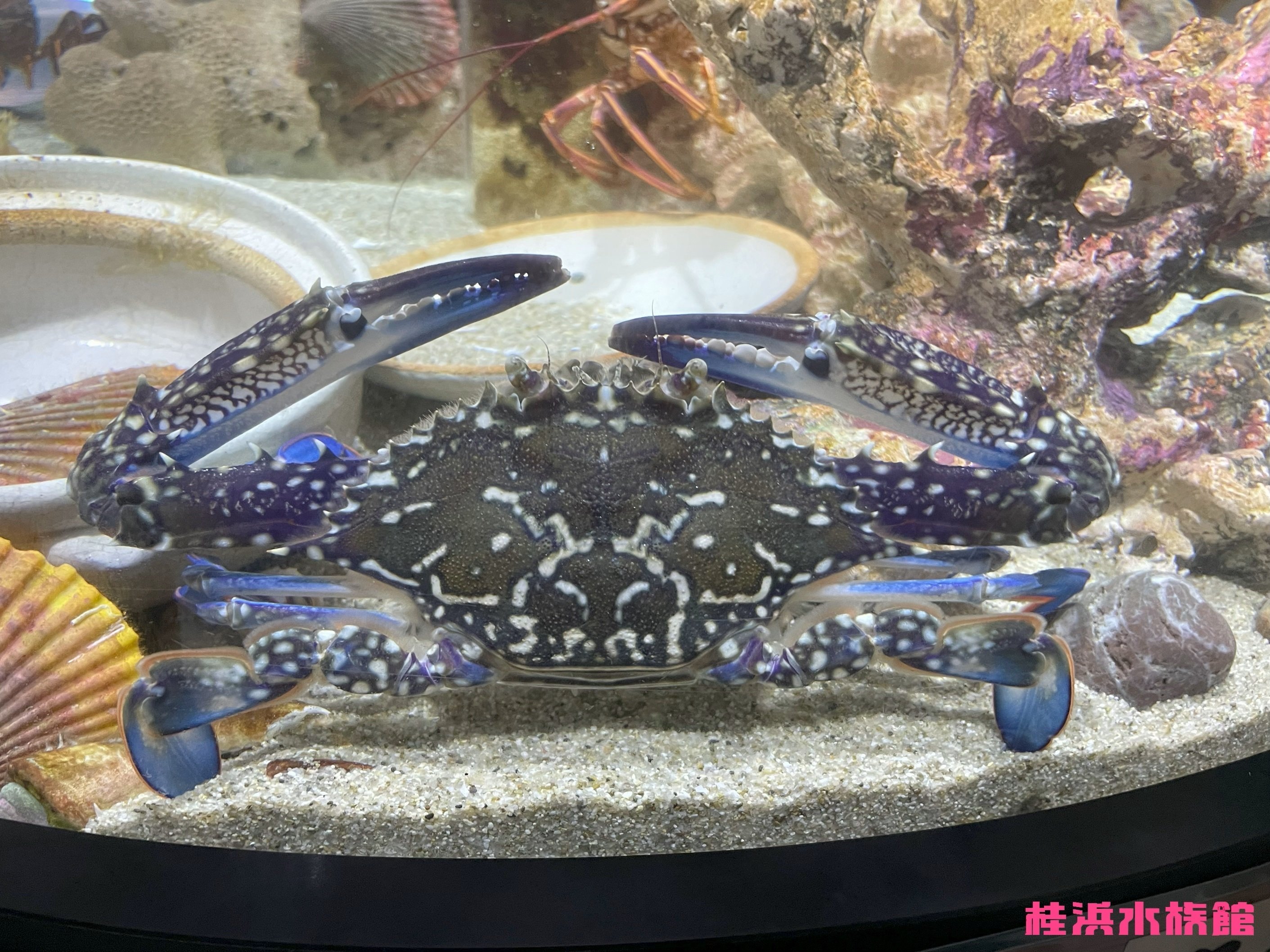 タイワンガザミ《展示動物解説》｜桂浜水族館 公式