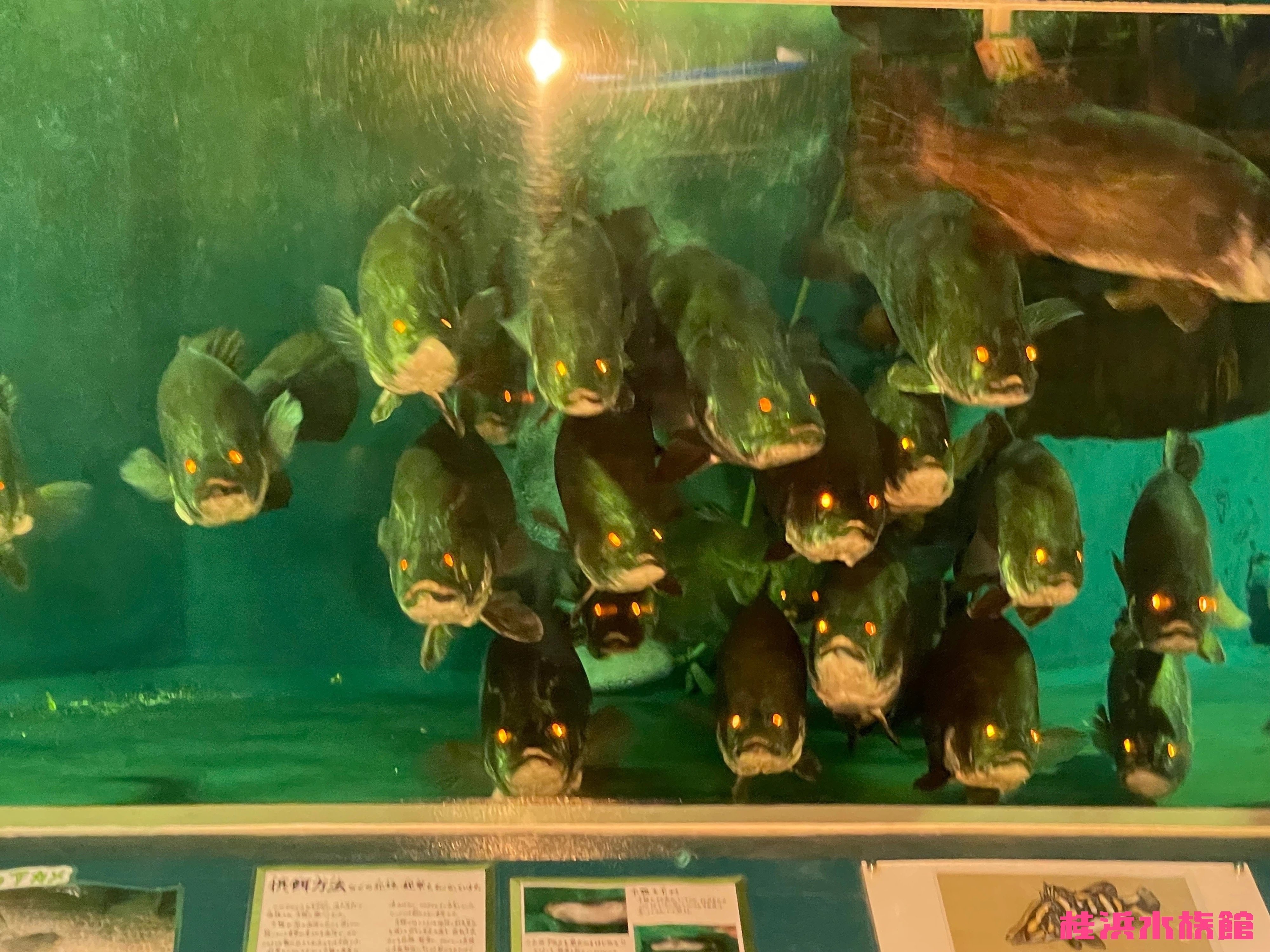 アカメ飼育と私たちの活動｜桂浜水族館 公式