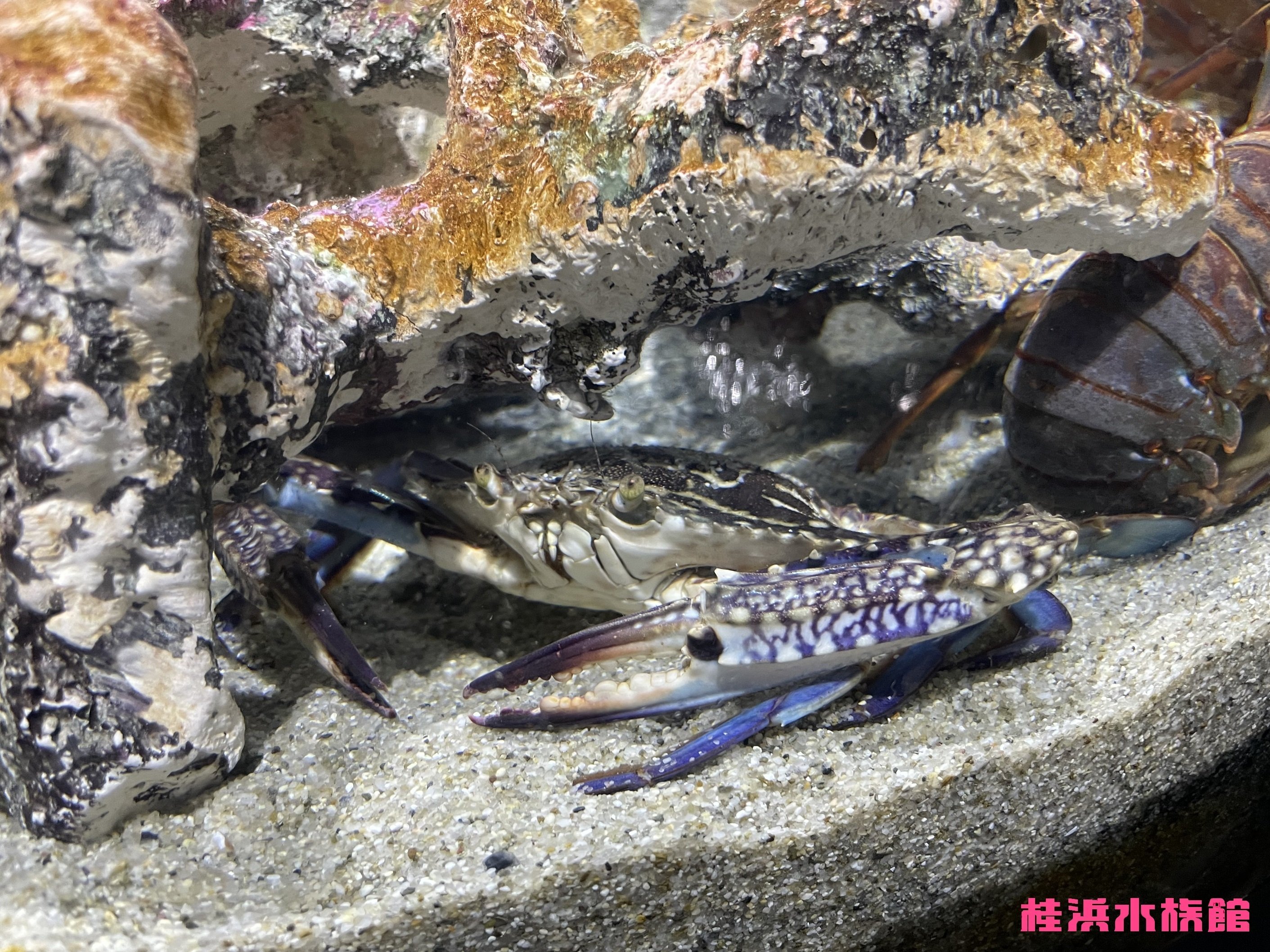 タイワンガザミ《展示動物解説》｜桂浜水族館 公式