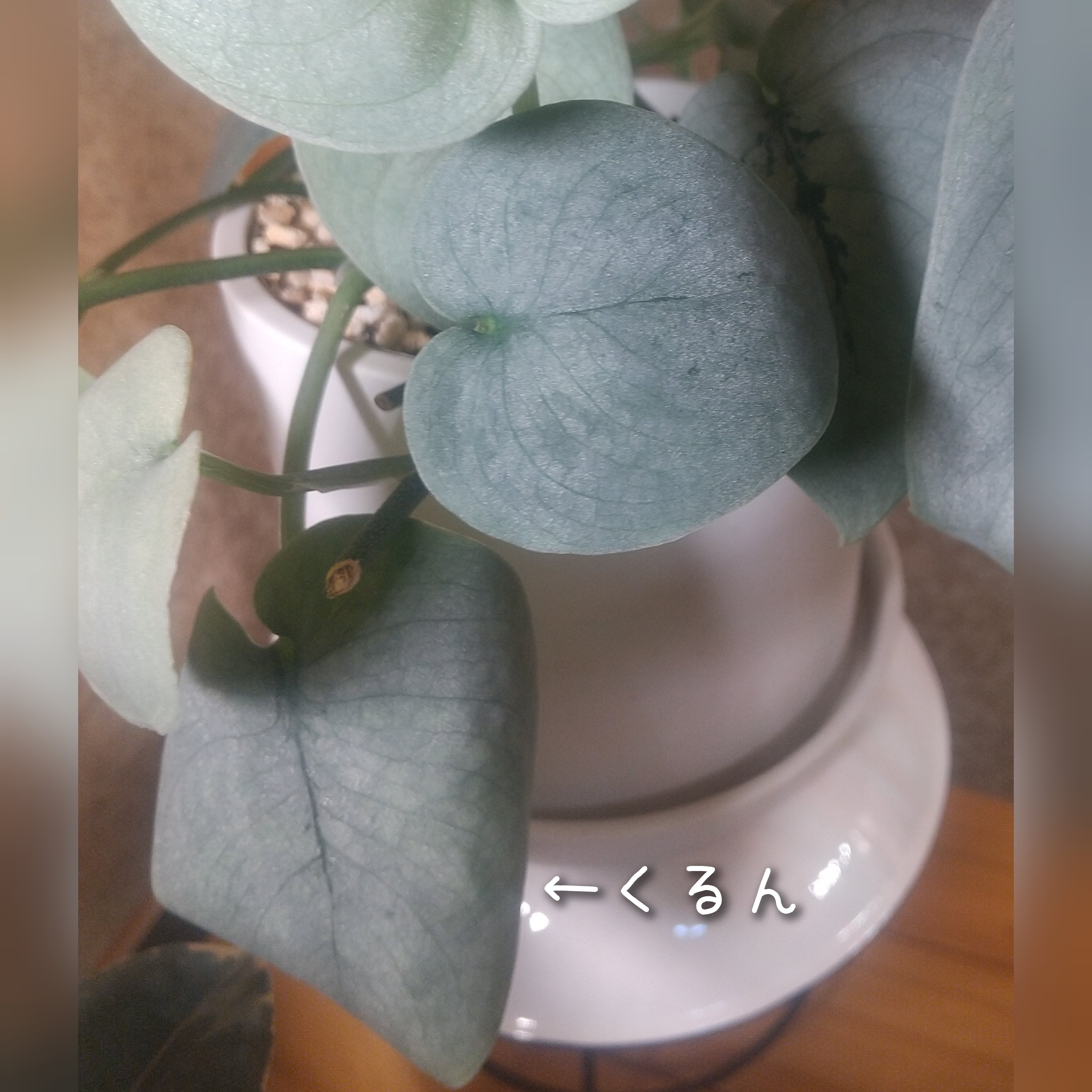 スキンダプサス】画像で調べてみてほしい！ ぜったい沼る！！｜micyu