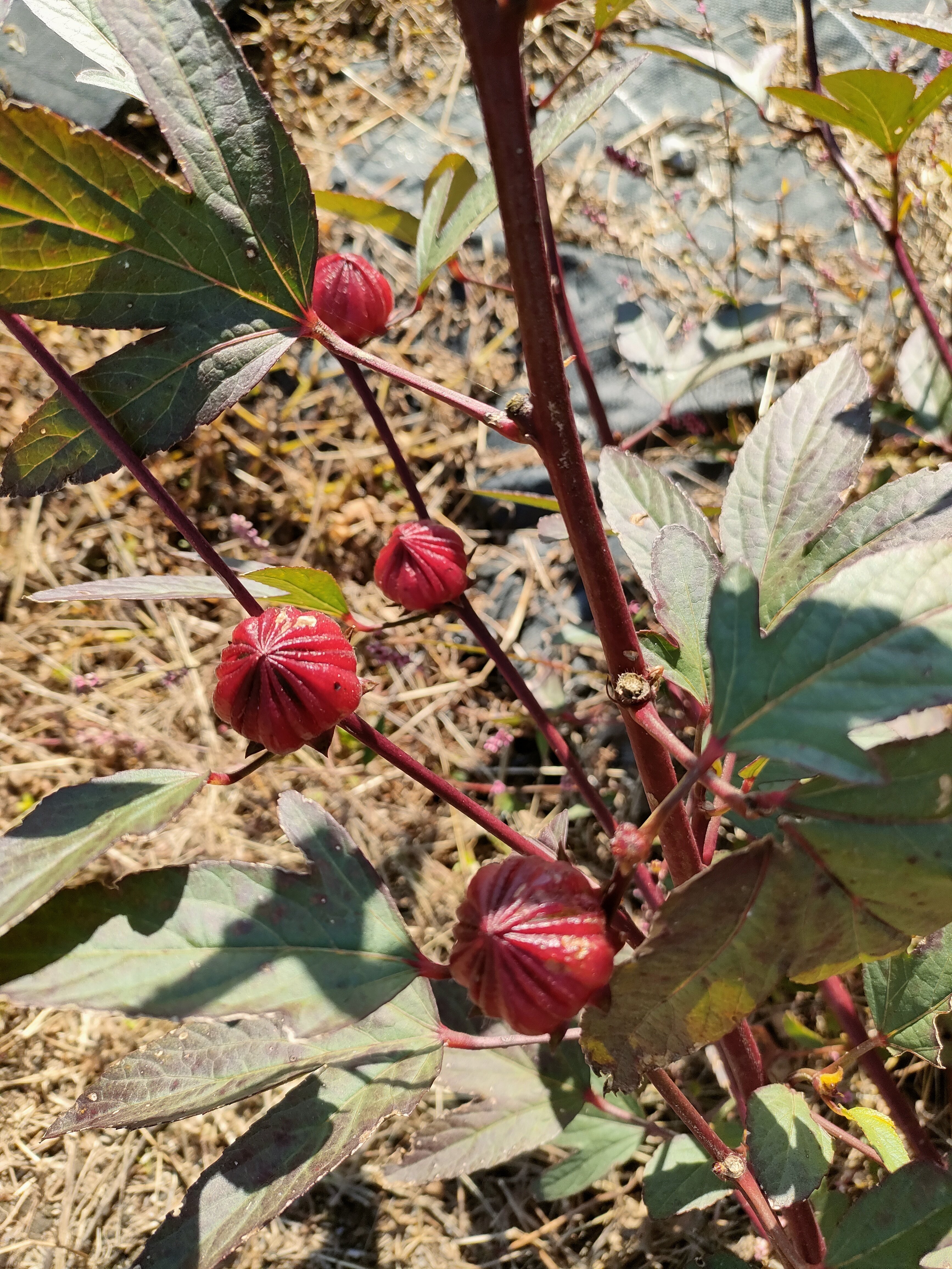 美容食ローゼルってなによ？｜ローゼルのある暮らし