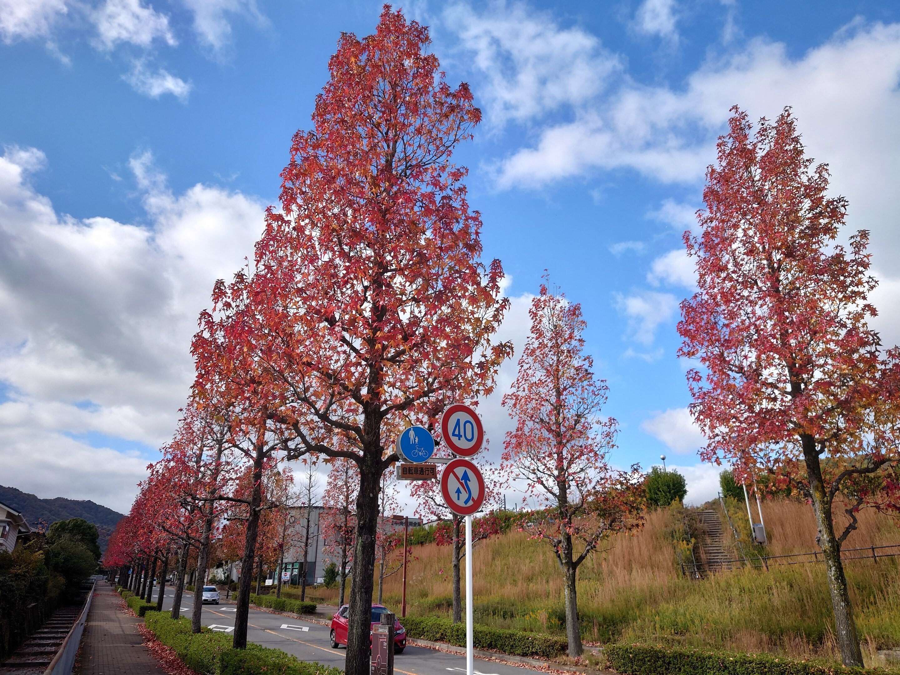 紅葉 rectangle_large_type_2_3525884