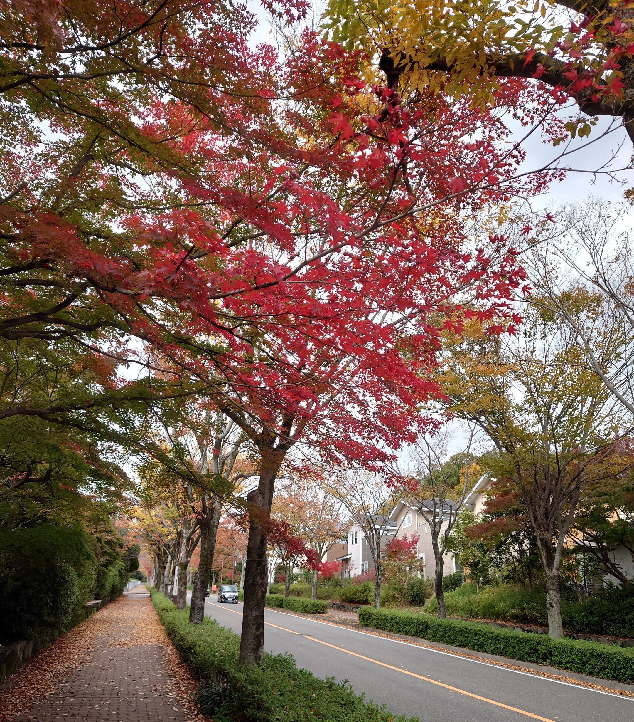 京都市 桂坂2022年11月14日【紅葉】｜レタス