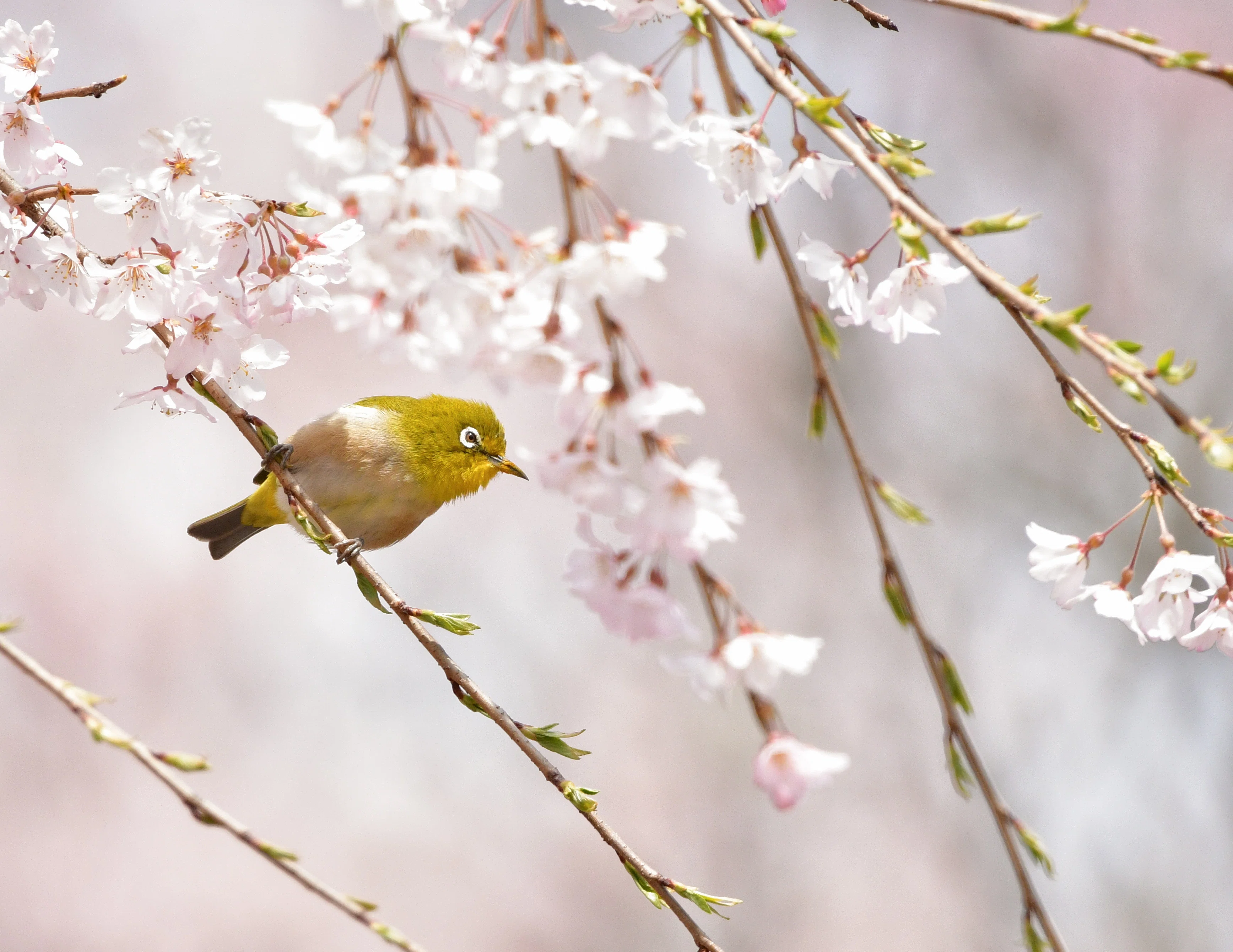 色んな野鳥写真のジャンル【野鳥の話#01】｜おおるり