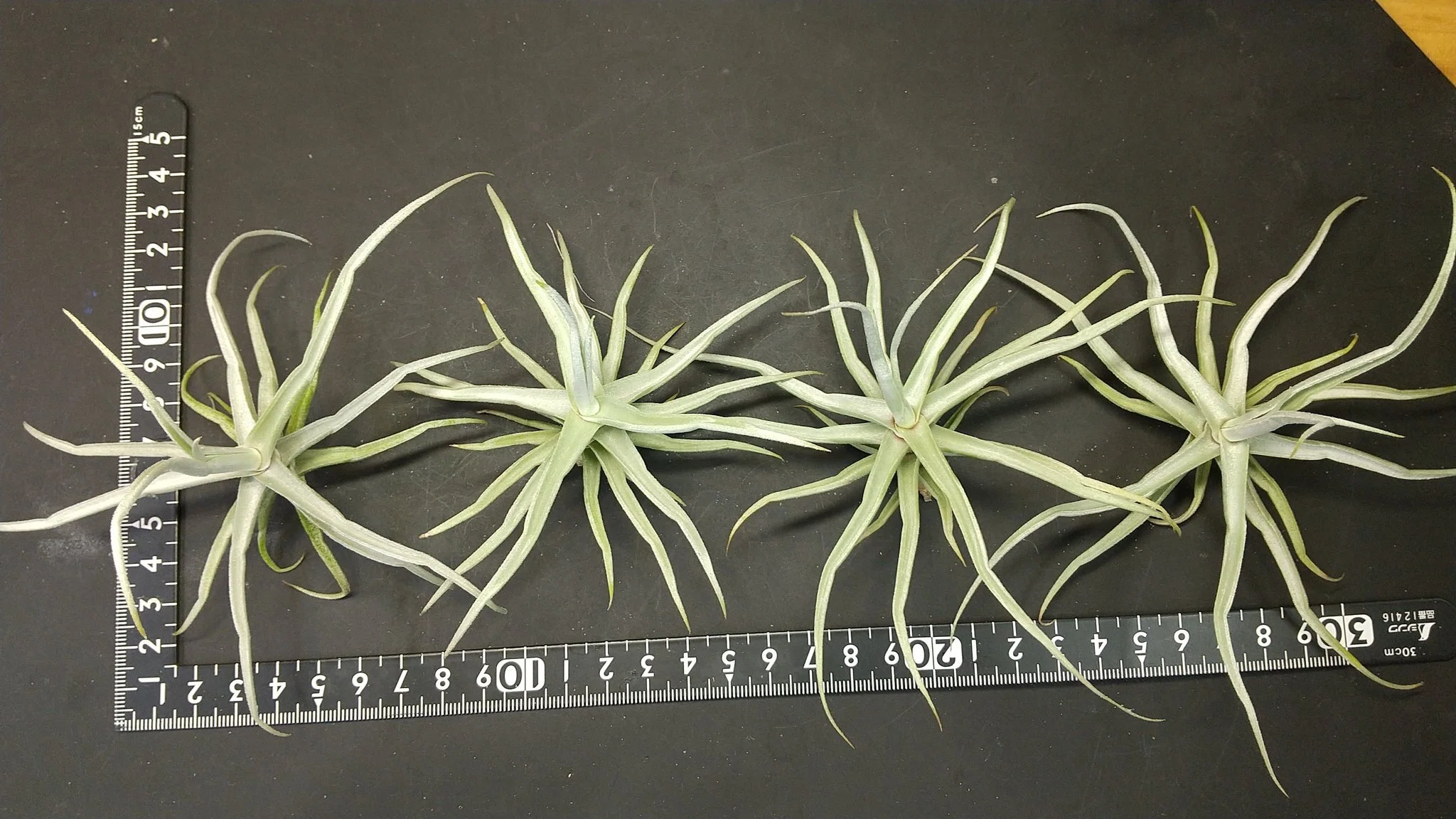 Tillandsia Arrival List 11/5｜NatureGarden🌿神田