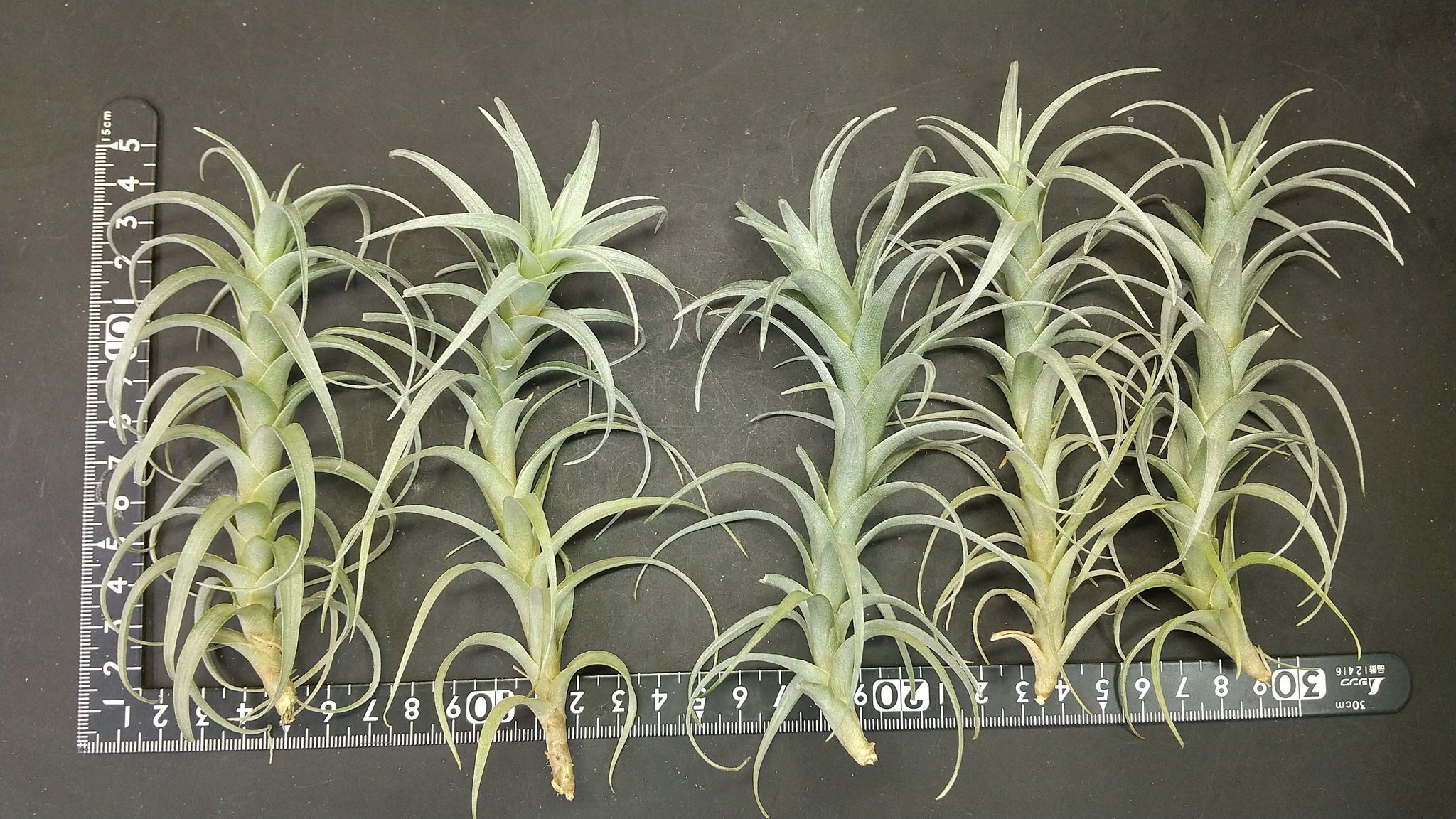 R7/3/06-[現品販売]チランジア チャペウエンシス Tillandsia