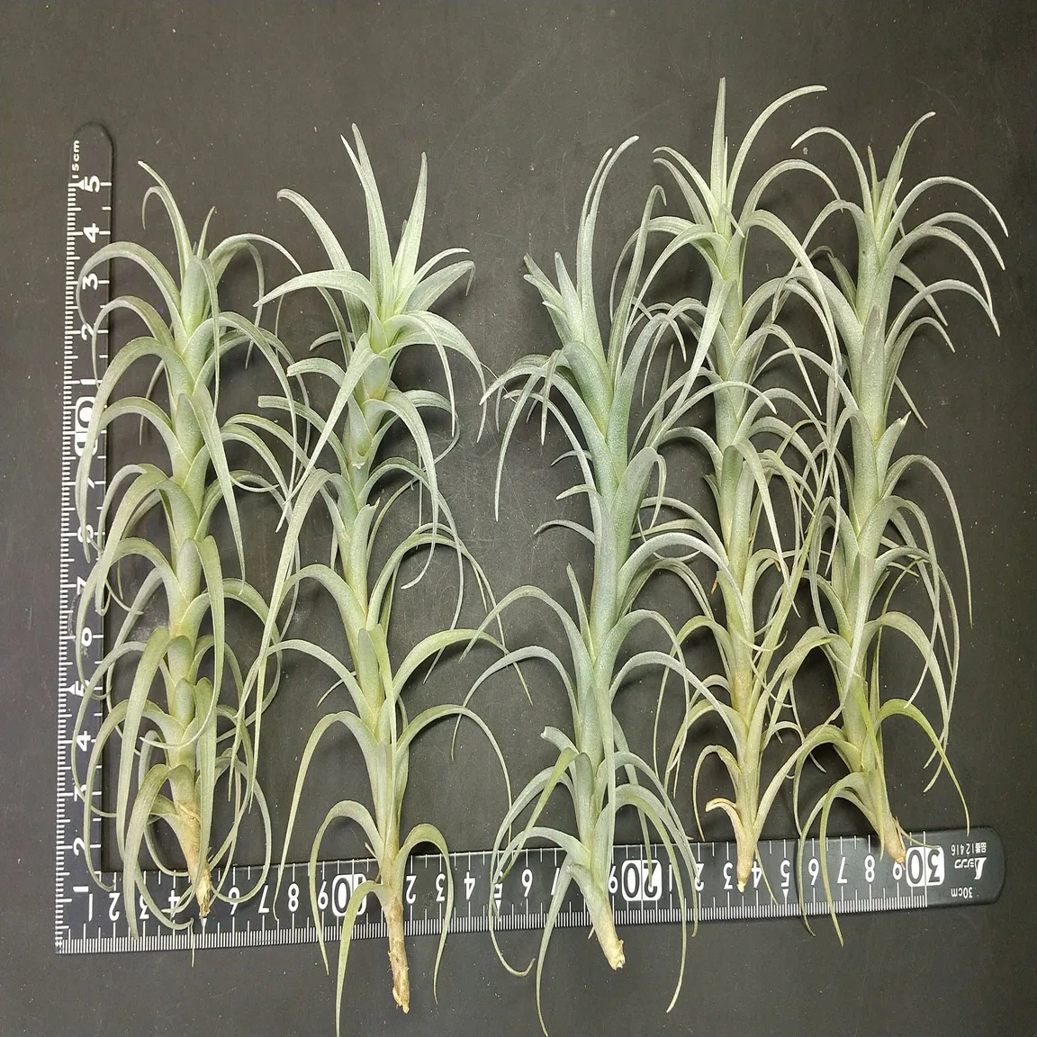 チランジア入荷リスト11/5｜NatureGarden?神田