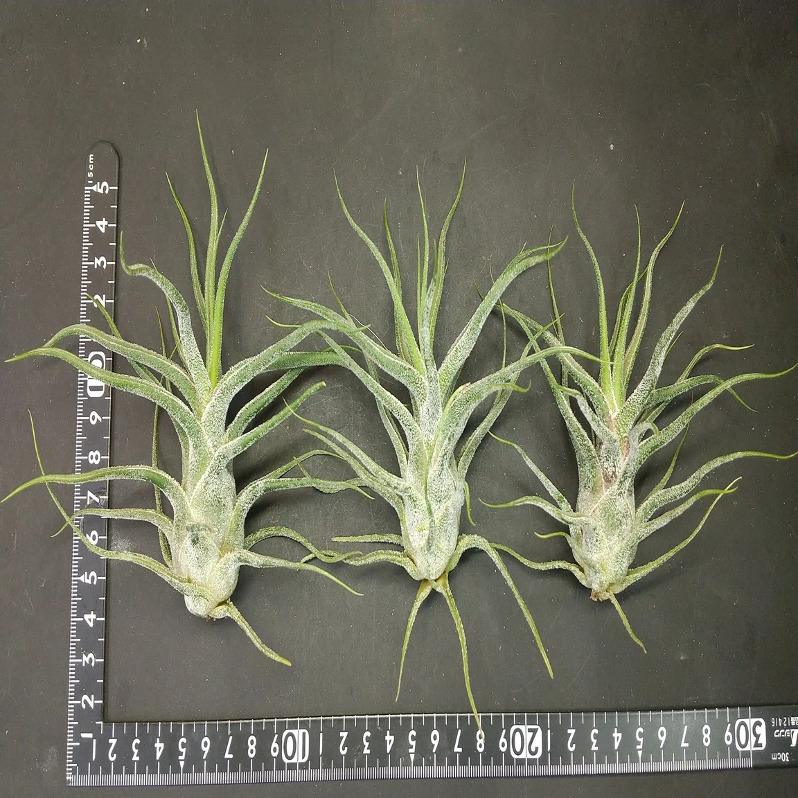 チランジア入荷リスト11/5｜NatureGarden?神田