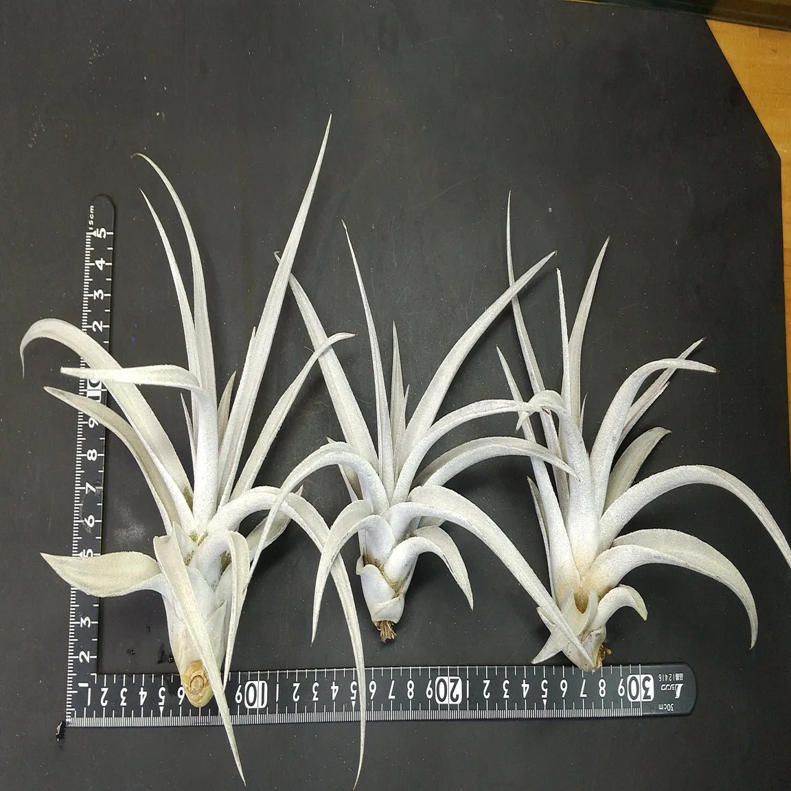 チランジア入荷リスト11/5｜NatureGarden?神田