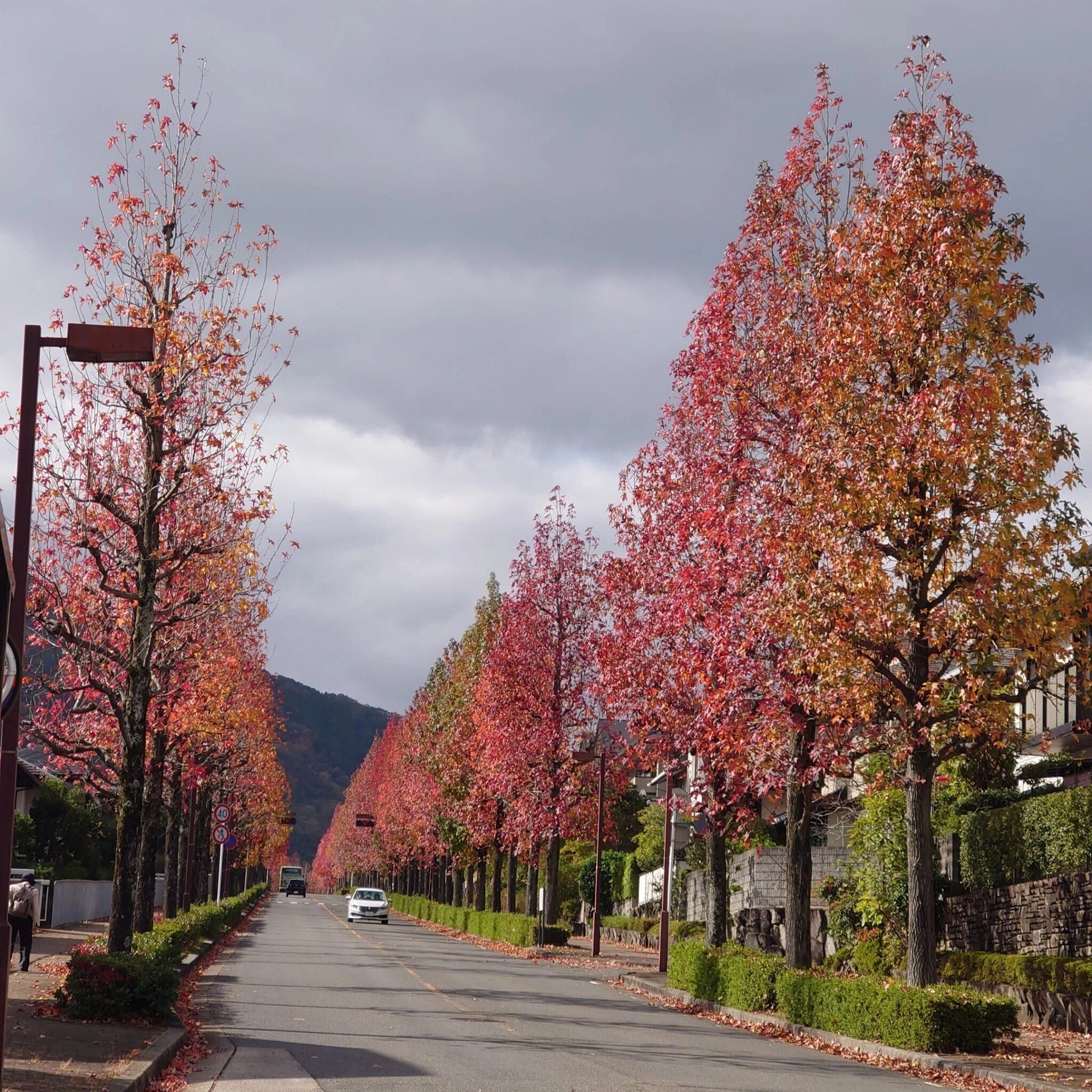 紅葉 京都市 桂坂2022年11月14日【紅葉】｜レタス