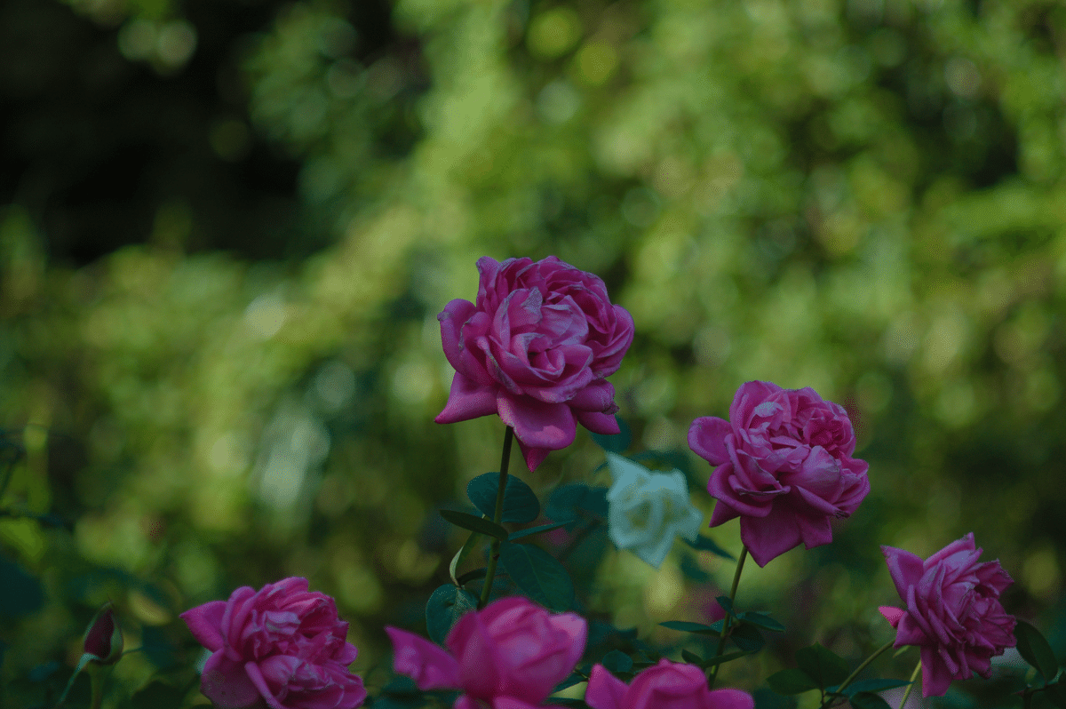 Nitto Kogaku Co. Kominar 135mm f3.5について｜Sven.