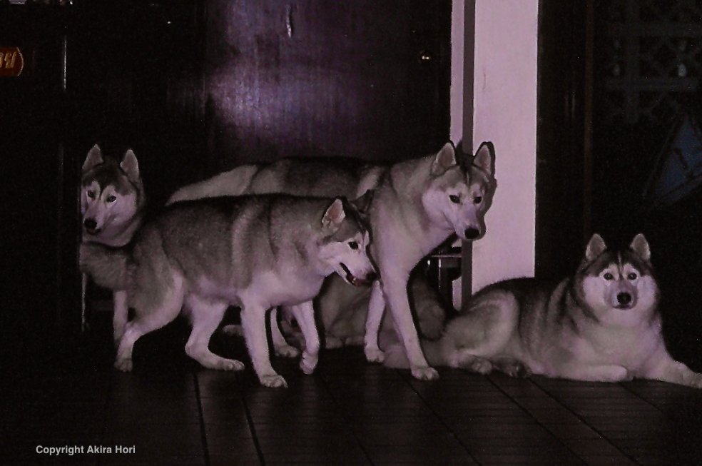 シベリアン・ハスキー SIBERIAN HUSKY：近世以前 アメリカ合衆国｜2本