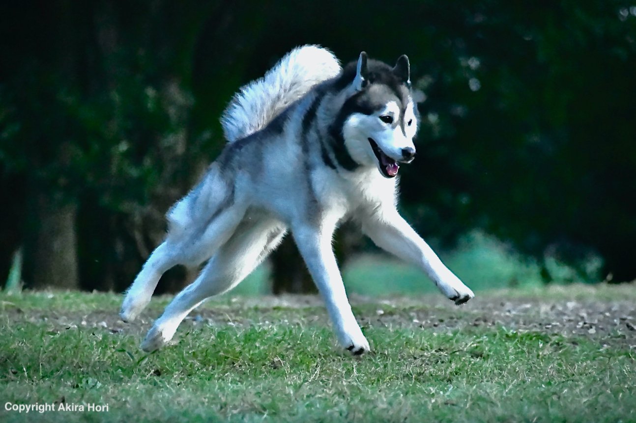 シベリアン・ハスキー SIBERIAN HUSKY：近世以前 アメリカ合衆国｜2本