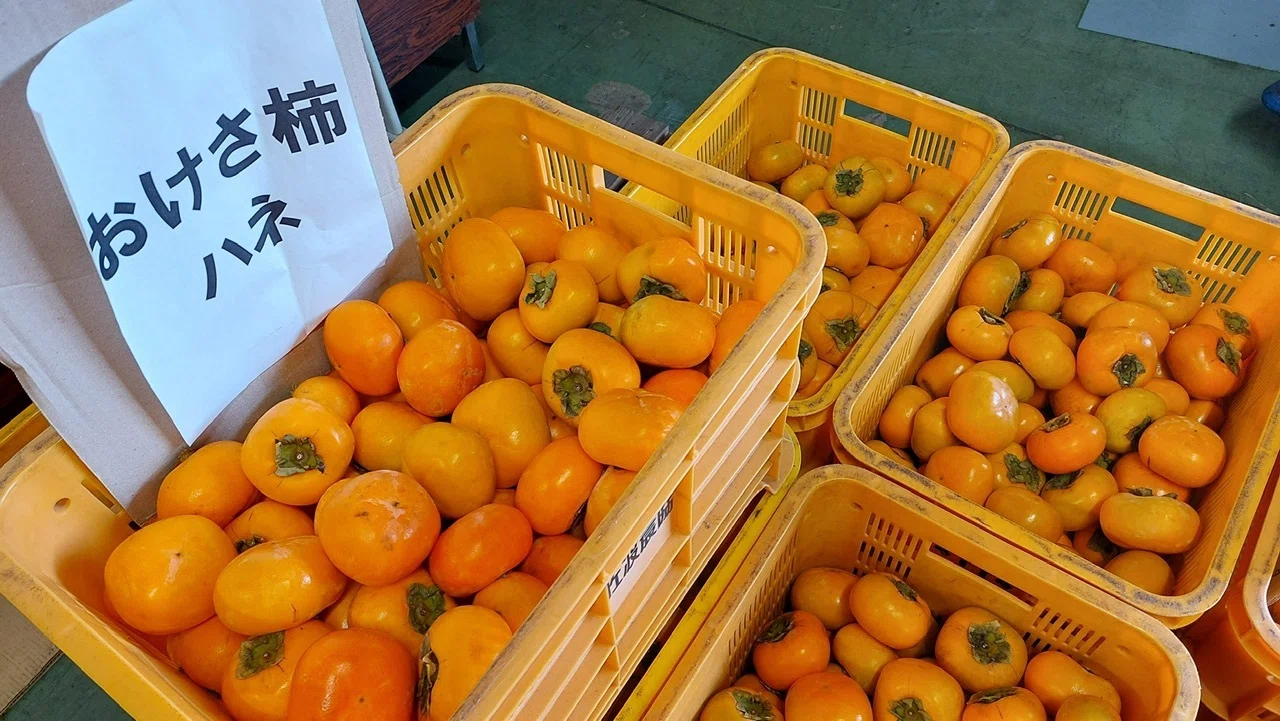 佐渡で柿について、考える【1】｜さみみのみみは何の耳？