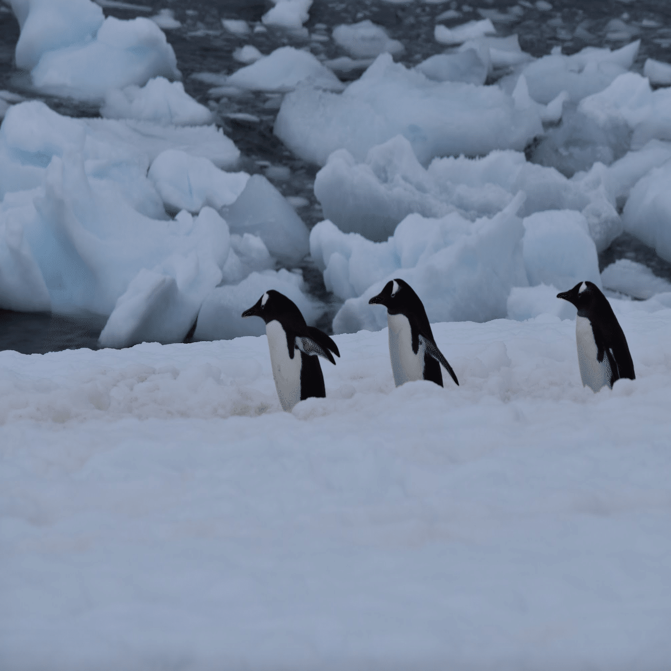 南極2日目の新婚夫婦(ペンギンコロニーと吹雪の南極)｜ゆか