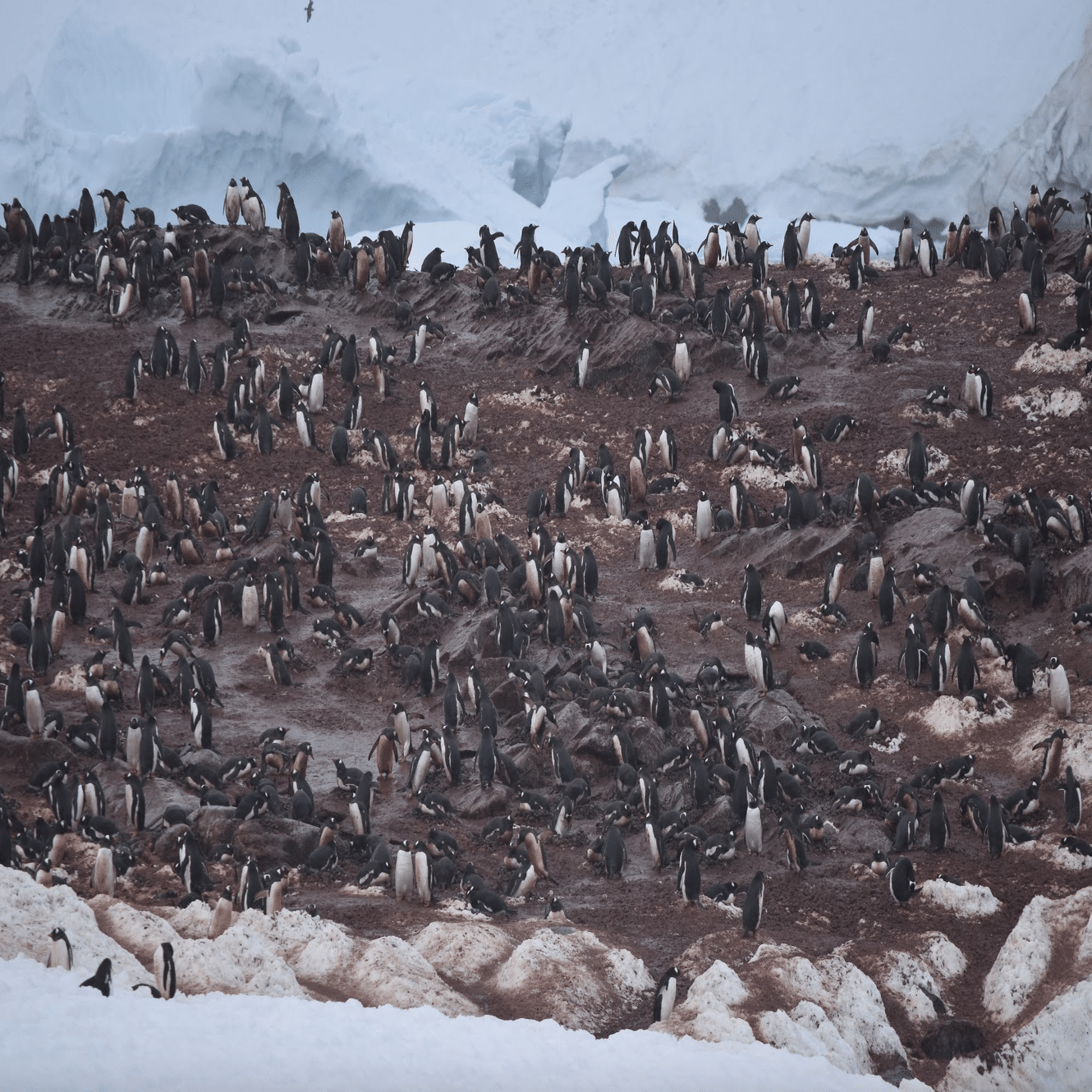 南極2日目の新婚夫婦(ペンギンコロニーと吹雪の南極)｜ゆか