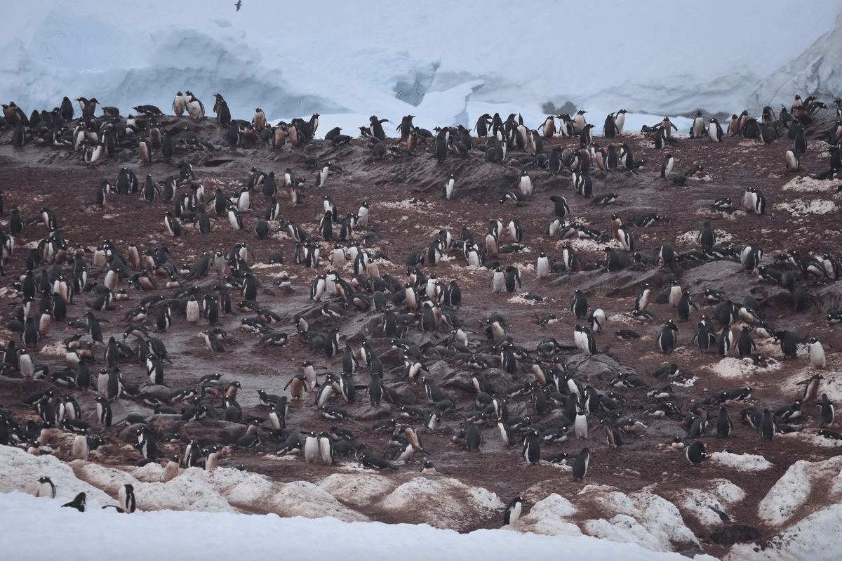 南極2日目の新婚夫婦(ペンギンコロニーと吹雪の南極)｜ゆか