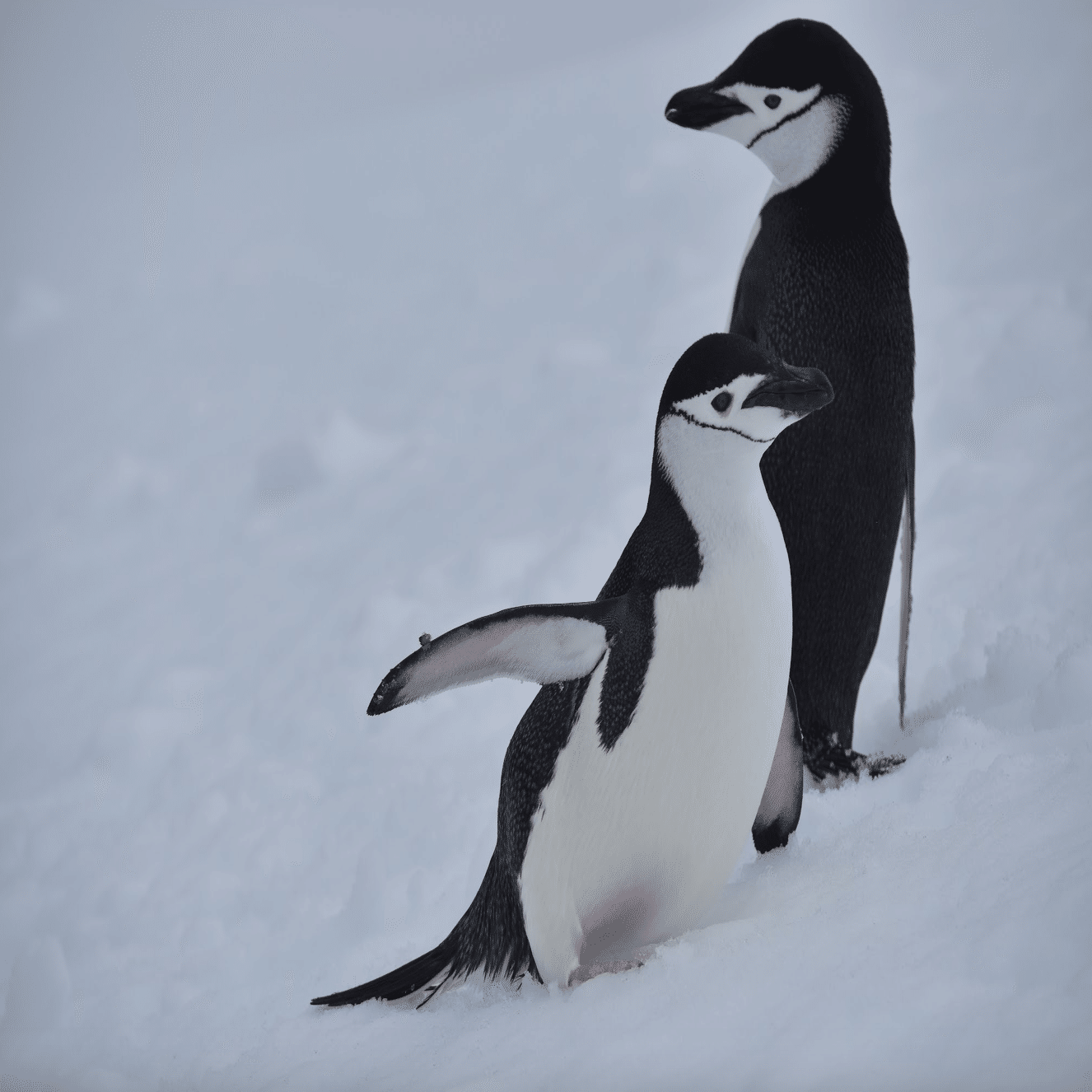 南極2日目の新婚夫婦(ペンギンコロニーと吹雪の南極)｜ゆか