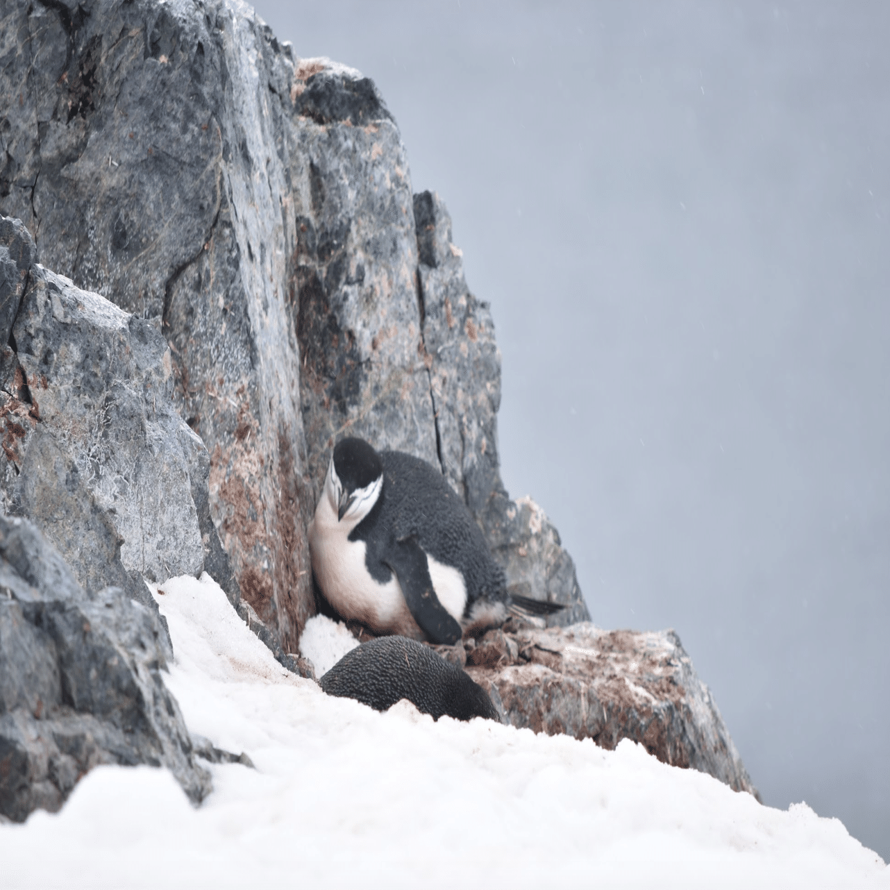 南極2日目の新婚夫婦(ペンギンコロニーと吹雪の南極)｜ゆか