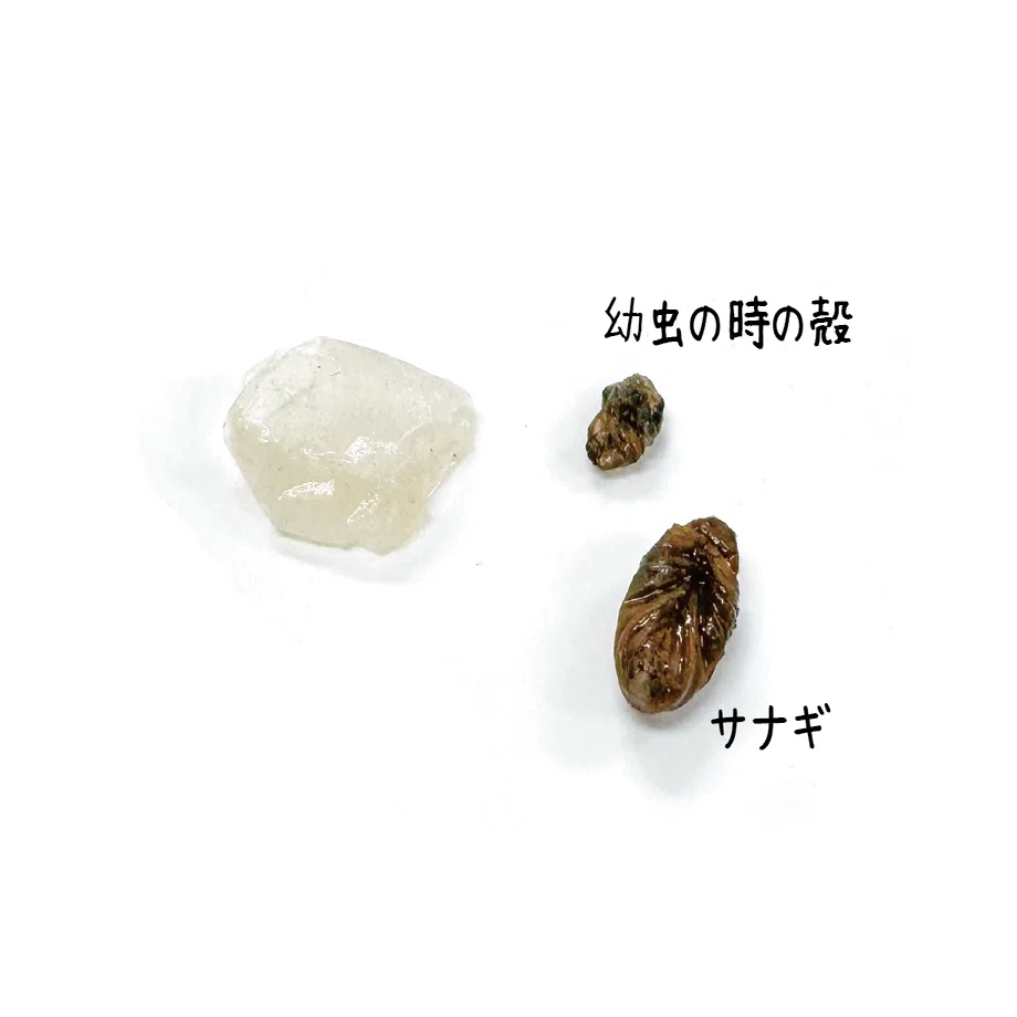 カイコの糸をとってみよう｜竜洋昆虫自然観察公園