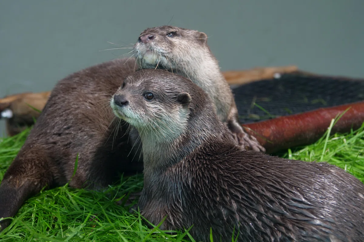 サンシャイン水族館のカワウソ