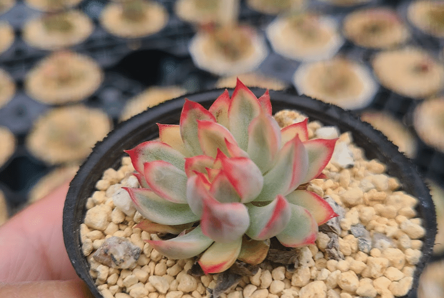 多肉植物 赤と緑のグラデーション*3 多肉植物 赤と緑のグラデーション*3 赤から緑へ、びっくりするほど