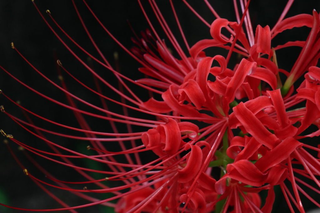 22才の別れ Lycoris 葉見ず花見ず物語｜アサハラロクロウ