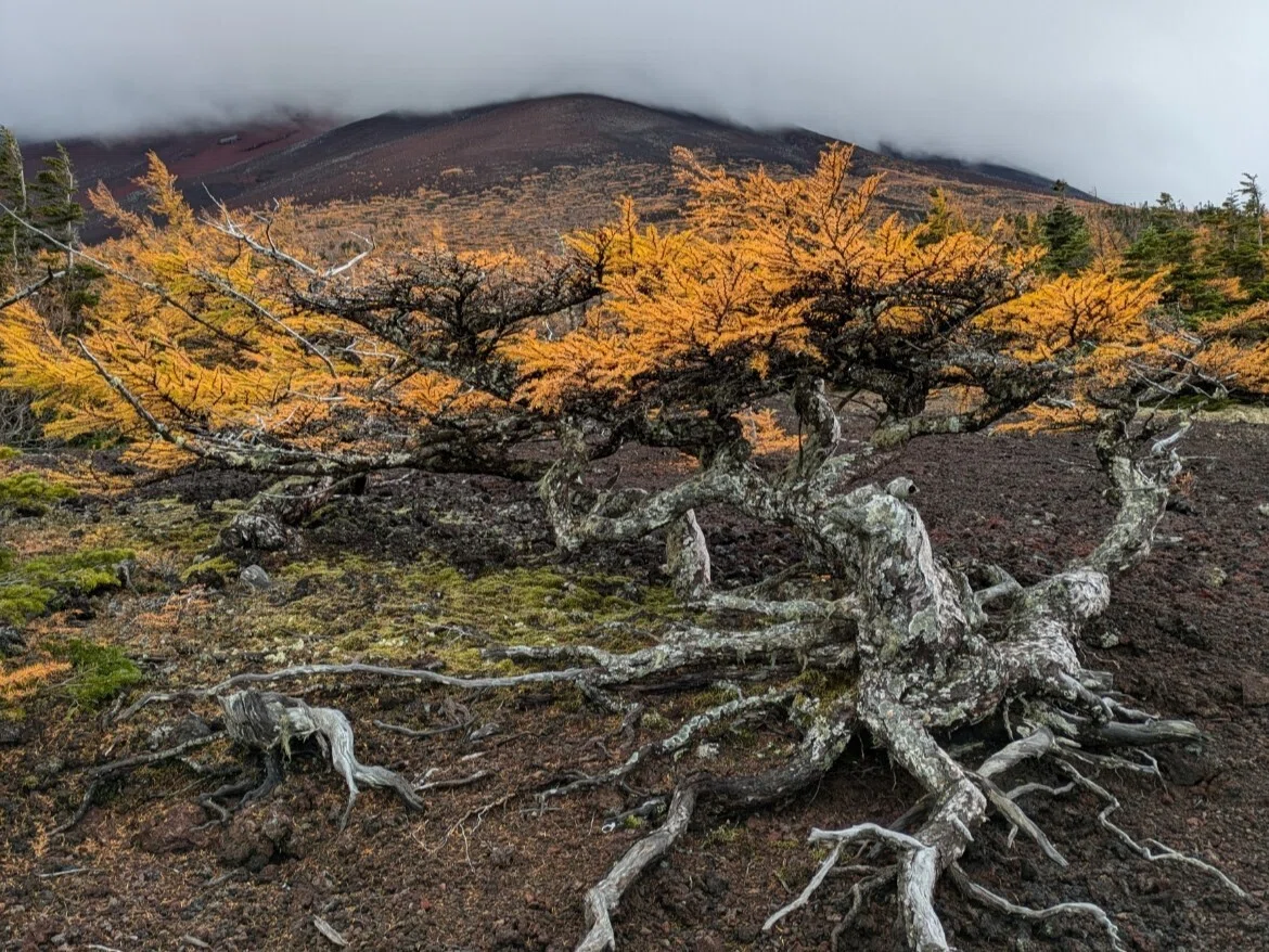 Radio Script] Mt. Fuji Nature Guide 5: 