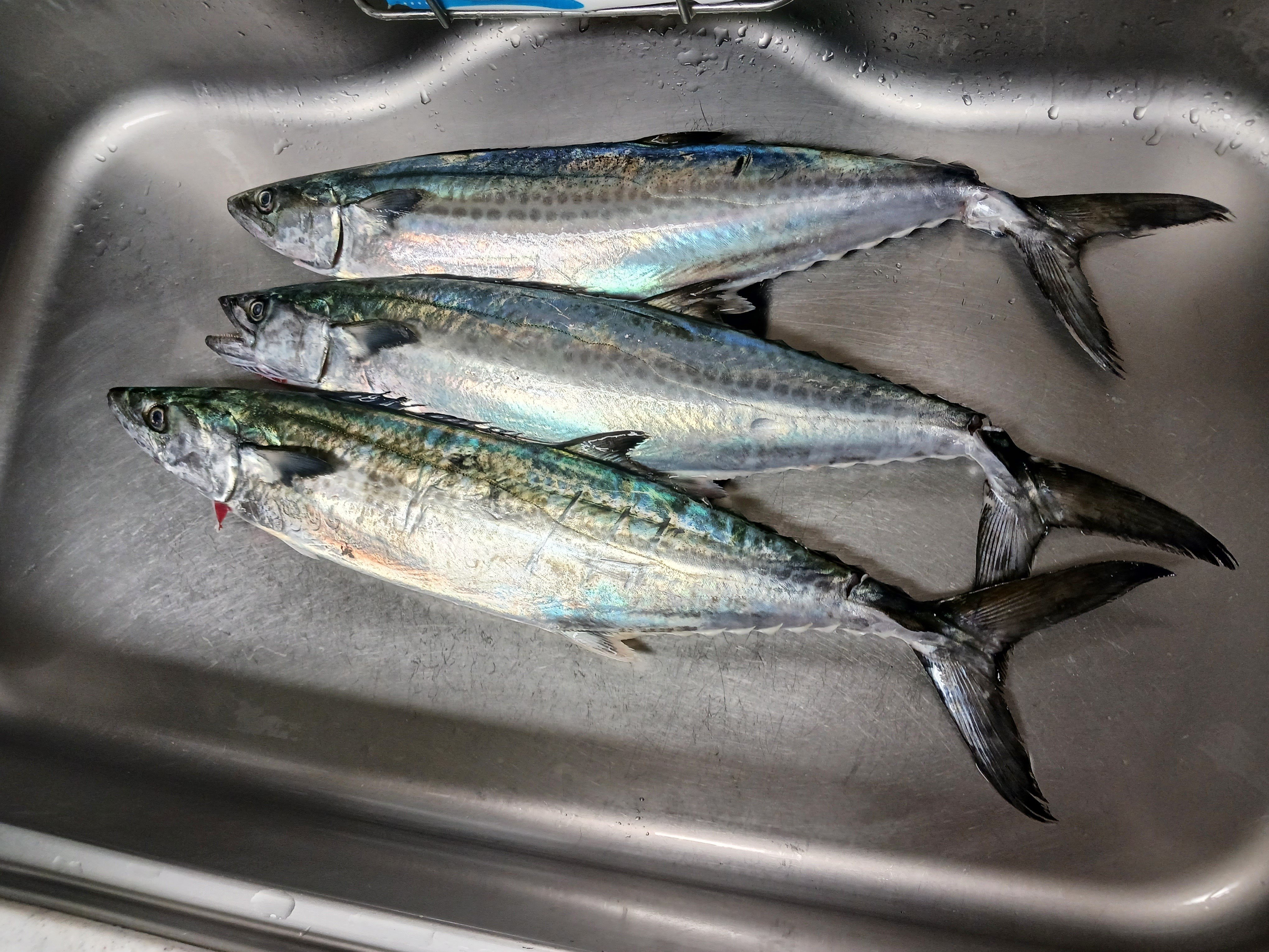 鰆 241112東京湾サワラ渡辺釣船｜HILLA-HILLA-JIGLLA