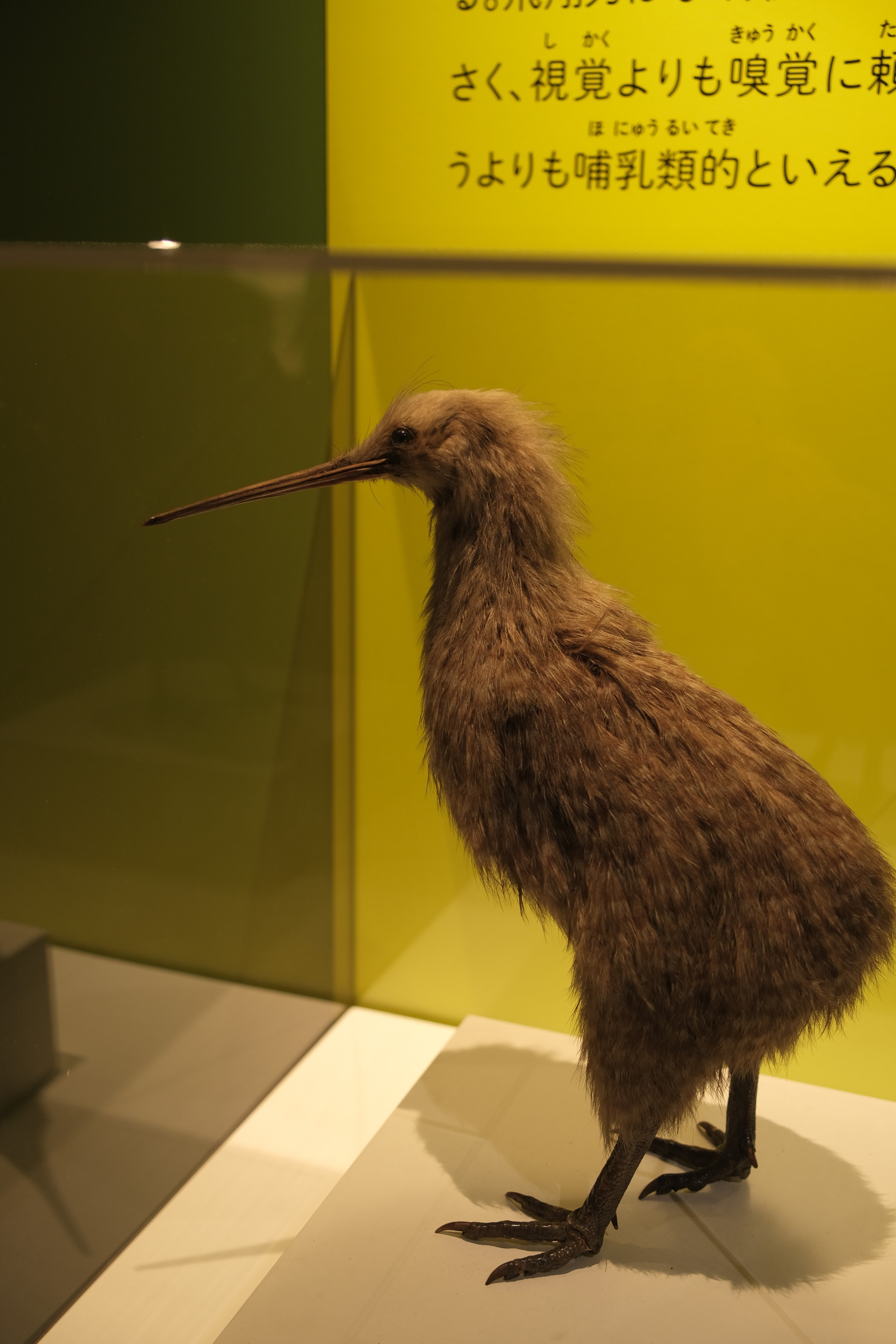 国立科学博物館 特別展「鳥 」取材に行ってきました⓶｜ウラキ