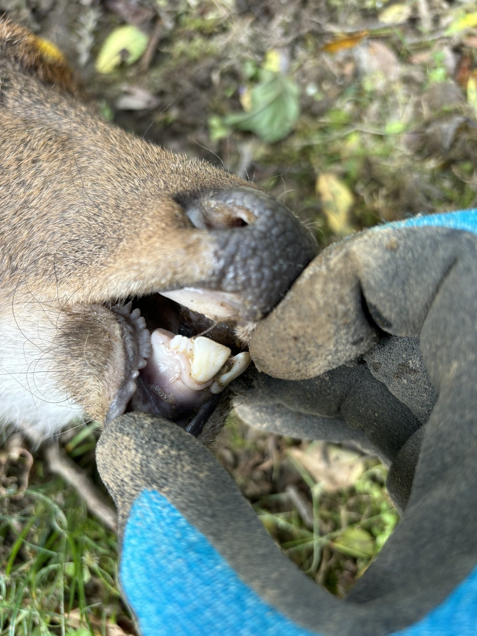 芸能人は歯が命、野生動物も歯が命！シカは何歳まで生きるのか？♯14